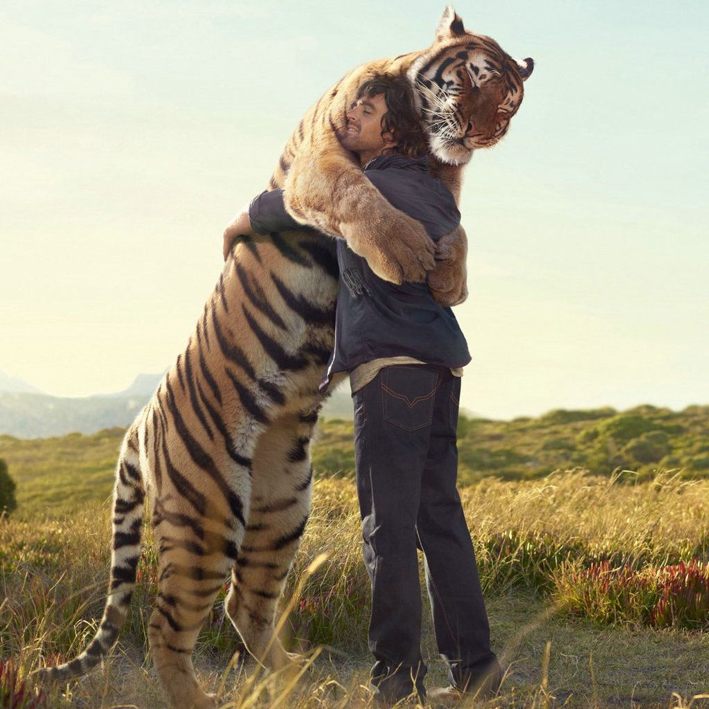 The Warm Hug With The Huge Tiger IPad Wallpaper Download. IPhone Wallpaper, IPad Wallpaper One Stop Download. Animals, Cats, Cute Animals