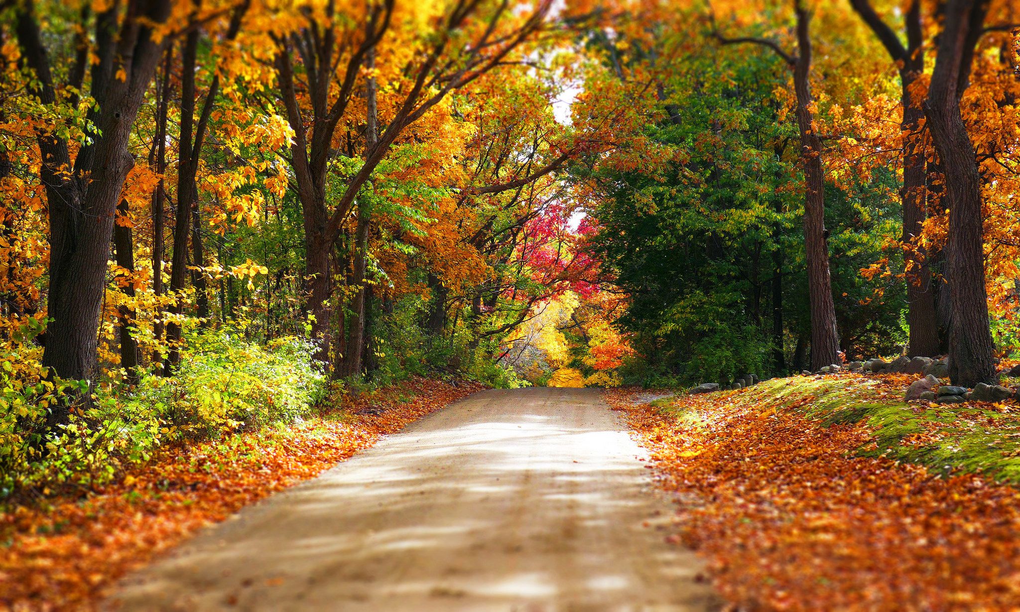 road, autumn, leaves, autumn splendor, forest, woods, nature, fall, trees, Autumn leaves wallpaper
