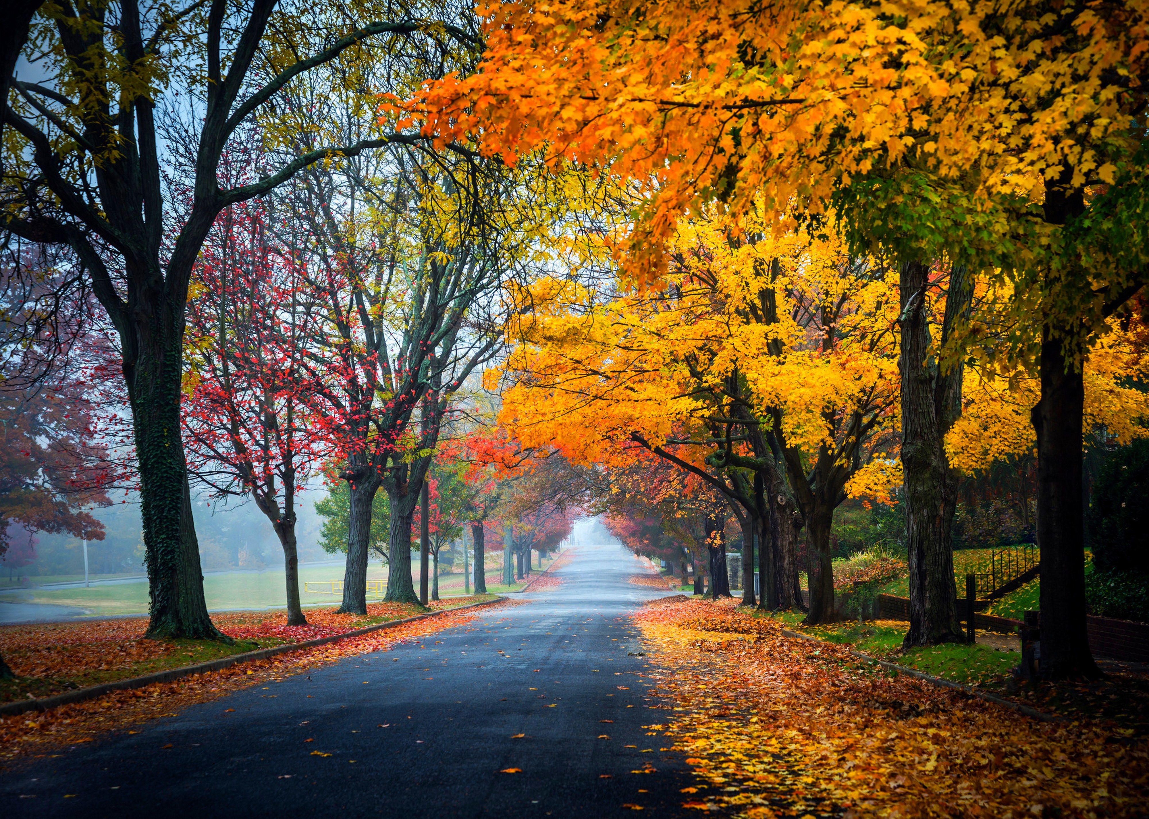 trees, path, road, nature, fall, leaves, autumn splendor, autumn wallpaper