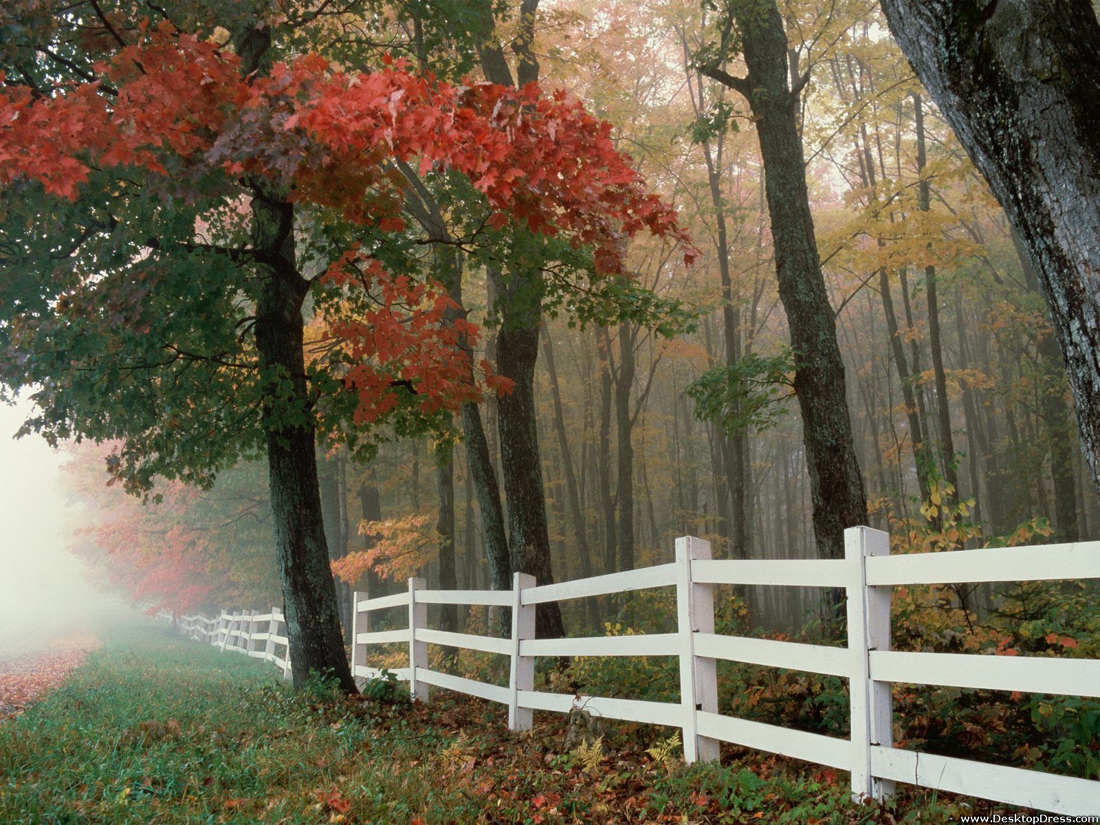 Desktop Wallpaper Natural Background Autumn Splendor