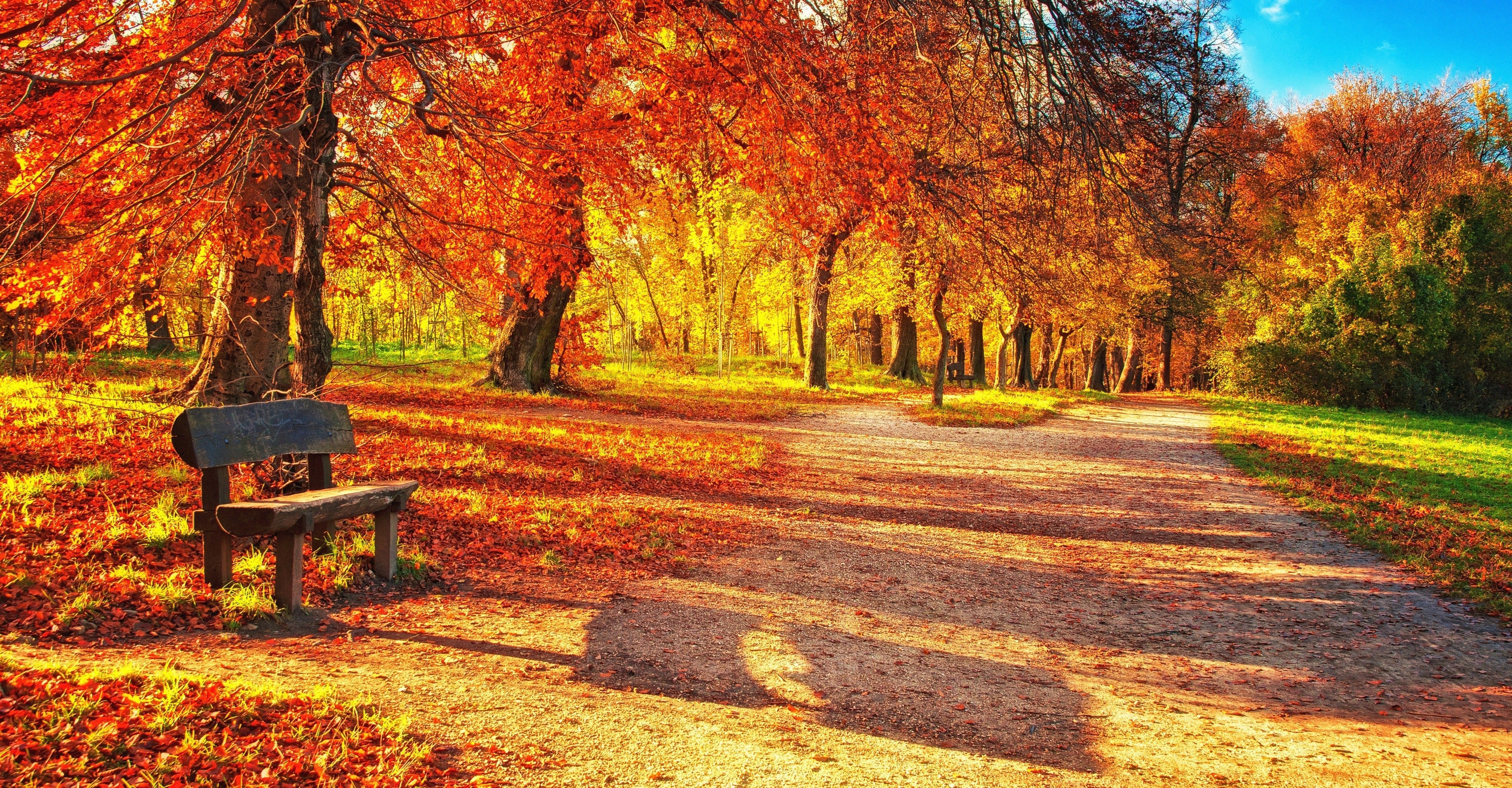 Trees Path Nature Leaves Fall Autumn Splendor Image. Autumn landscape, Autumn leaves wallpaper, Landscape