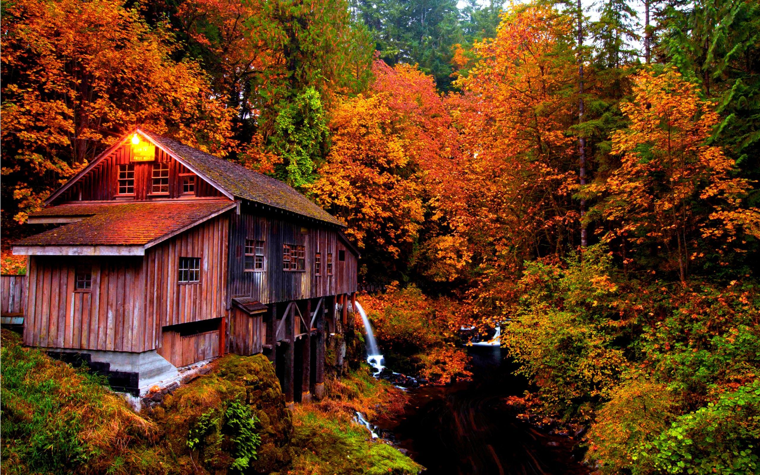 Forests: Autumn Splendor Colors Colorful Peaceful Light Forest. Autumn landscape, Fall photography nature, Autumn scenes