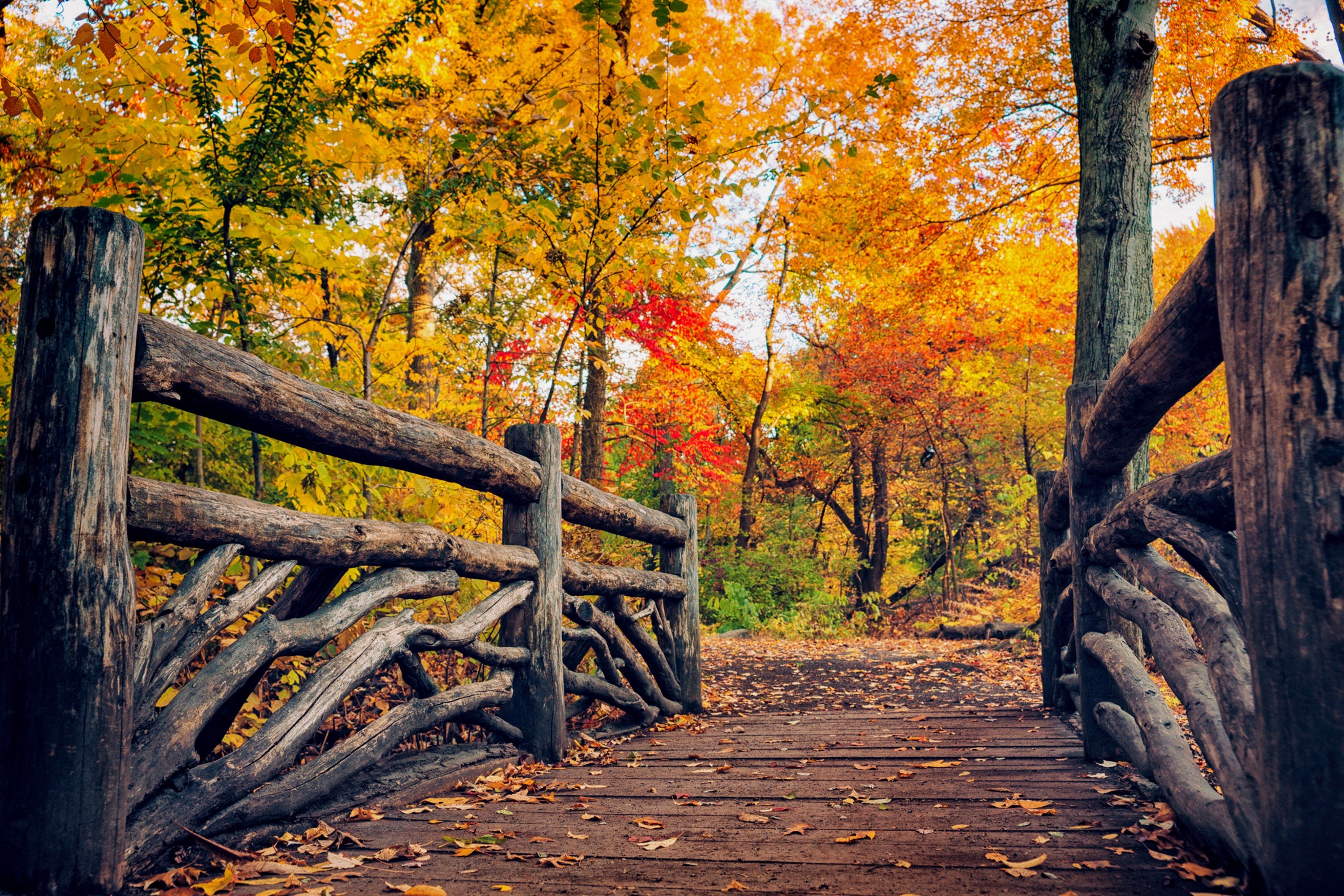 path, Leaves, Nature, Fall, Trees, Autumn, Autumn, Splendor Wallpaper HD / Desktop and Mobile Background
