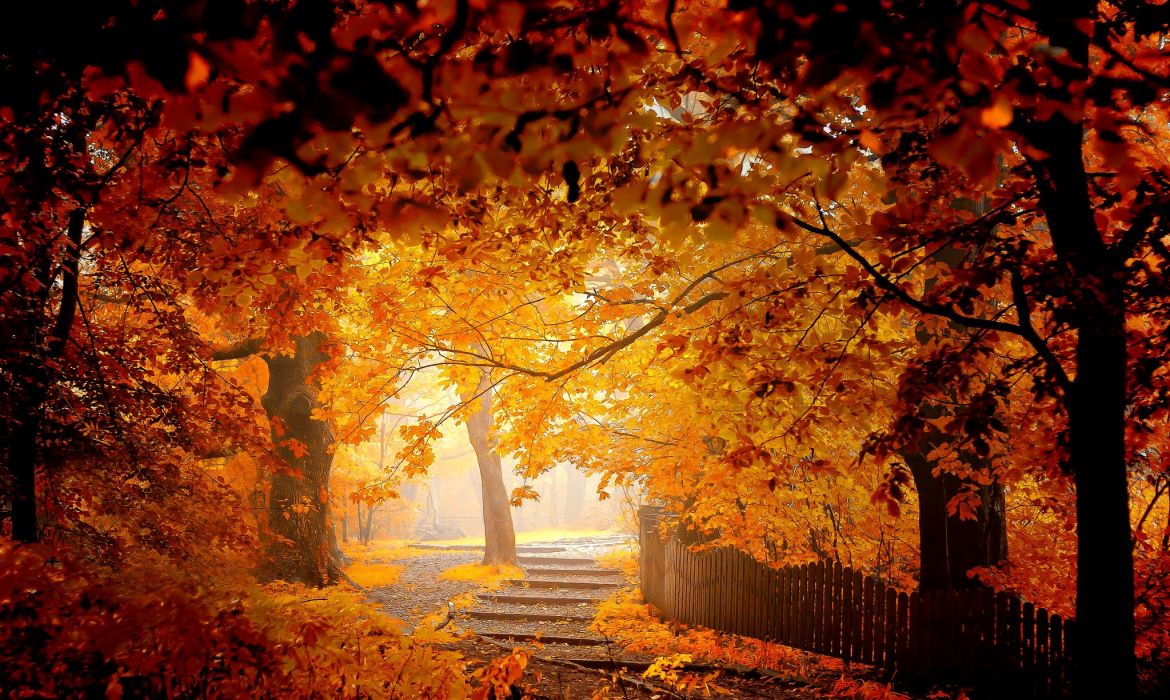 Autumn road bench leaves woods splendor fall forest nature autumn splendor path wallpaperx1225