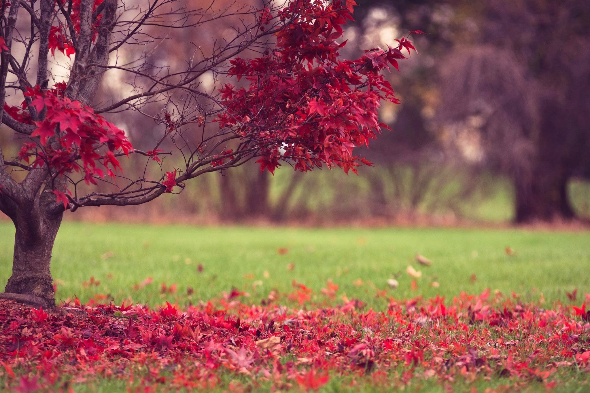 nature, Fall, Leaves, Autumn, Autumn, Splendor Wallpaper HD / Desktop and Mobile Background