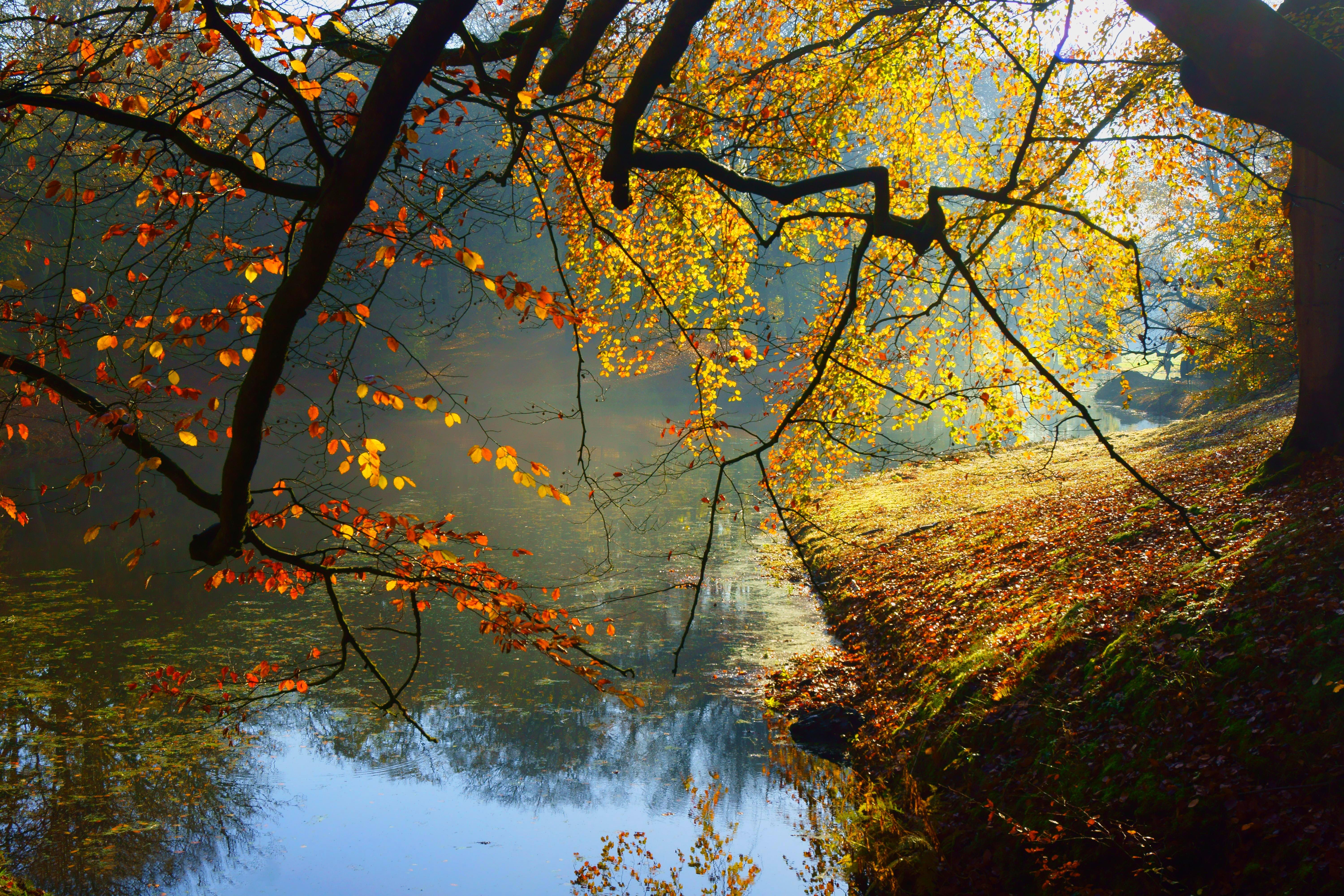 lake, water, trees, autumn, autumn splendor, leaves, nature, fall wallpaper