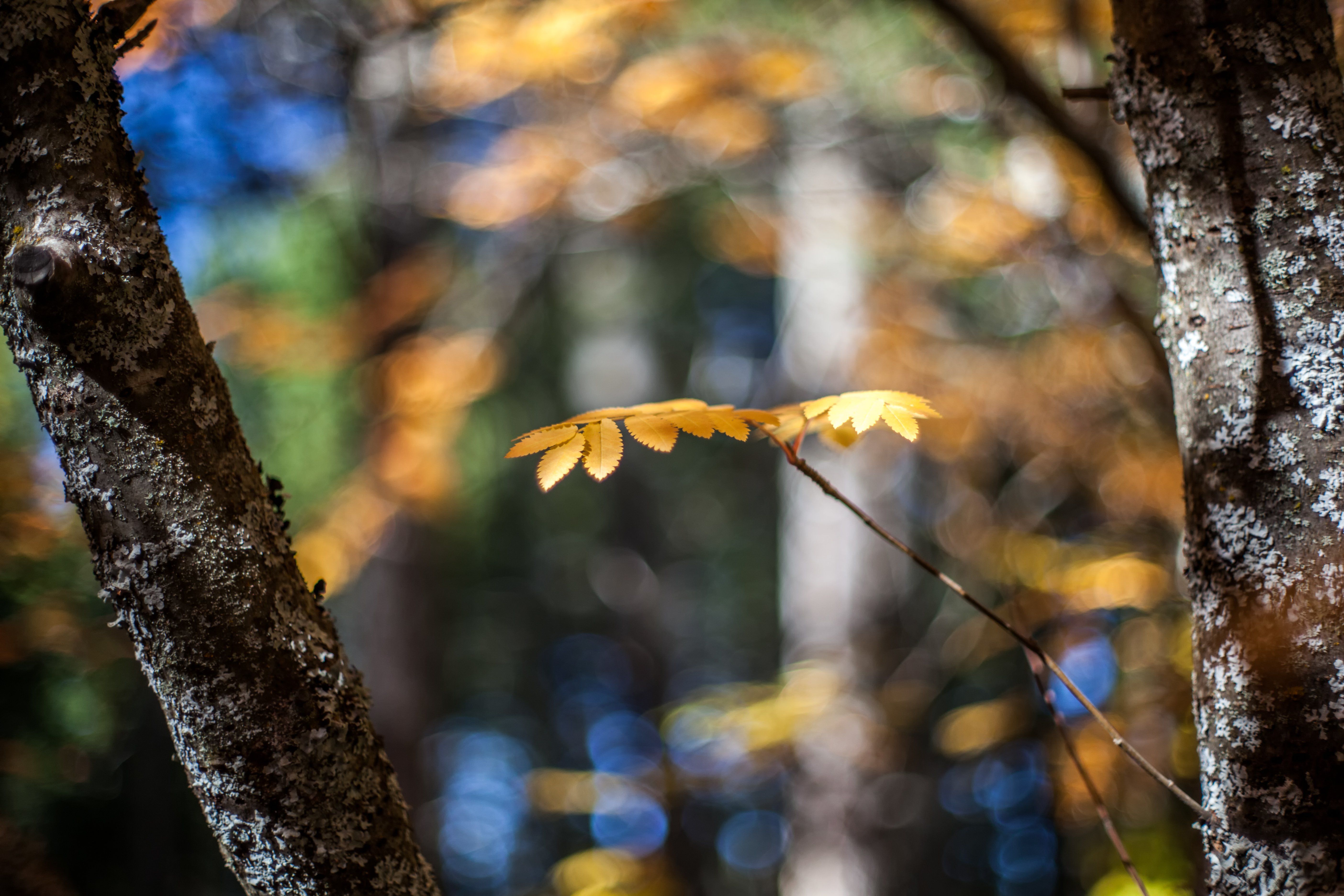 Autumn bokeh autumn splendor leaves fall nature splendor lights trees wallpaperx3744