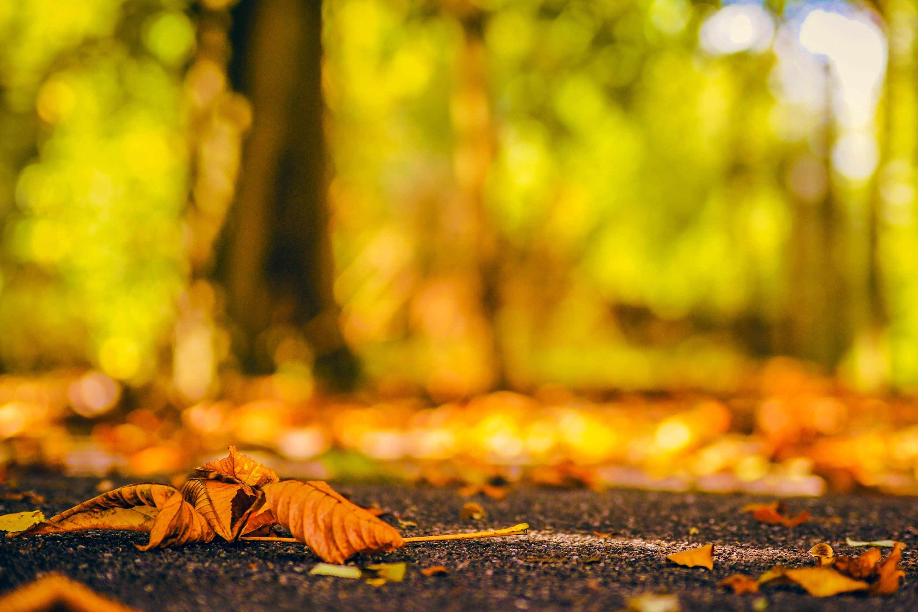 splendor, Fall, Nature, Bokeh, Autumn, Splendor, Autumn, Leaves, Autumn Wallpaper HD / Desktop and Mobile Background
