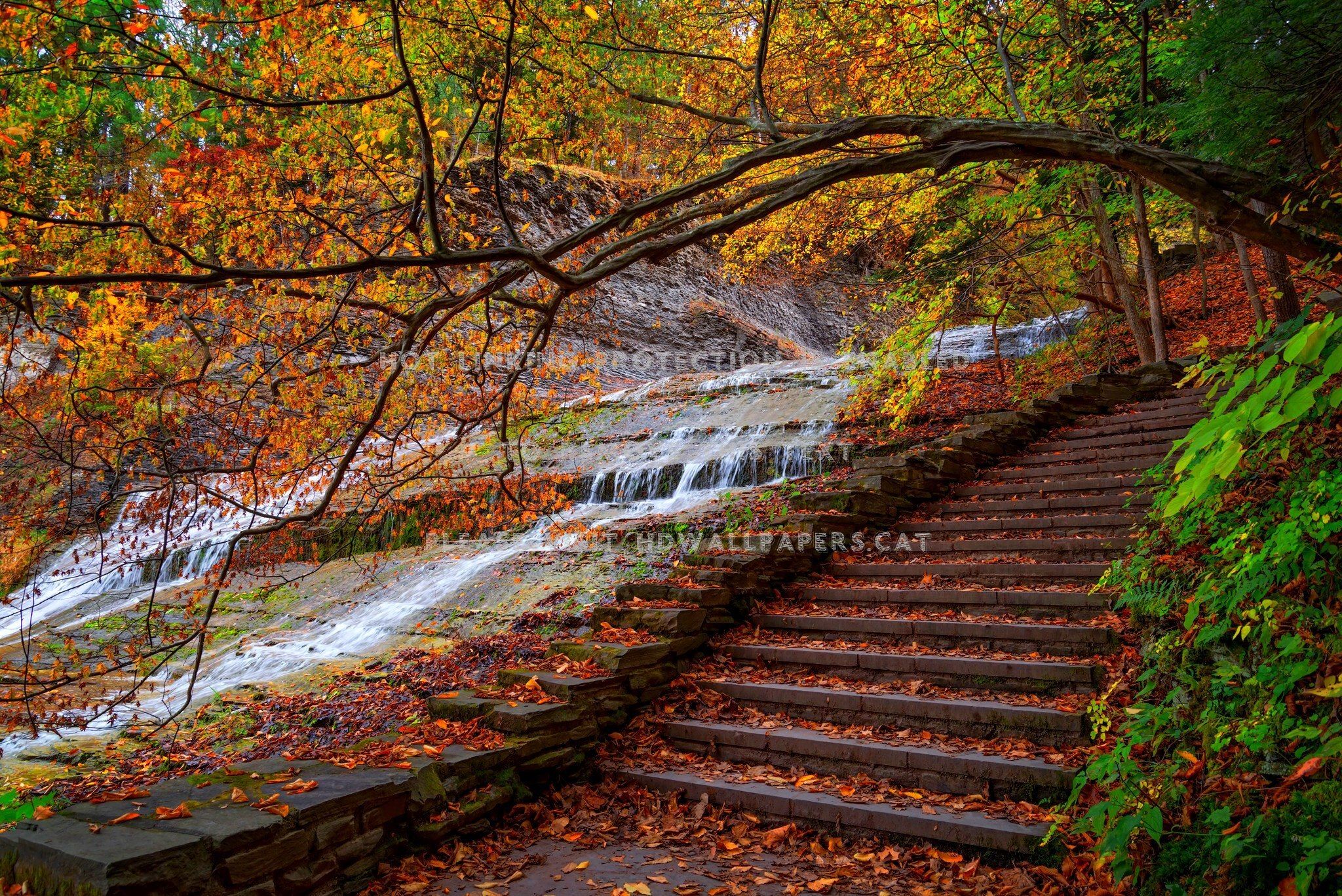 autumn splendor walk fall trees steps water