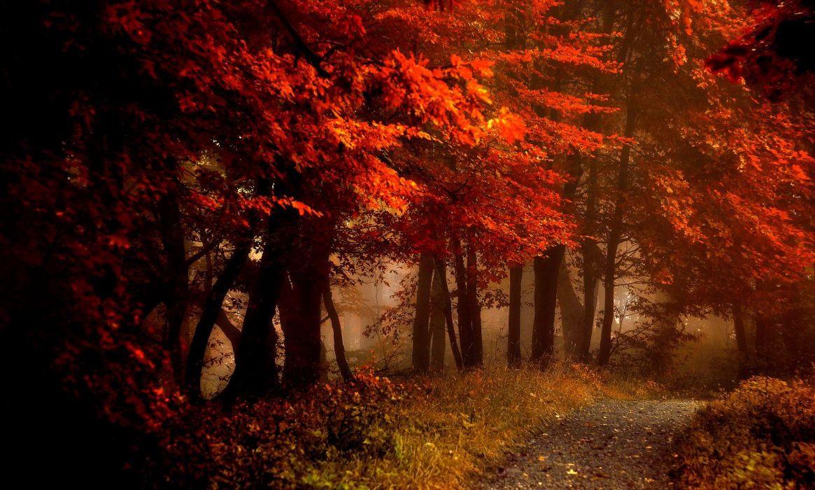 Fall splendor autumn leaves bench nature forest path autumn splendor woods road wallpaperx1230