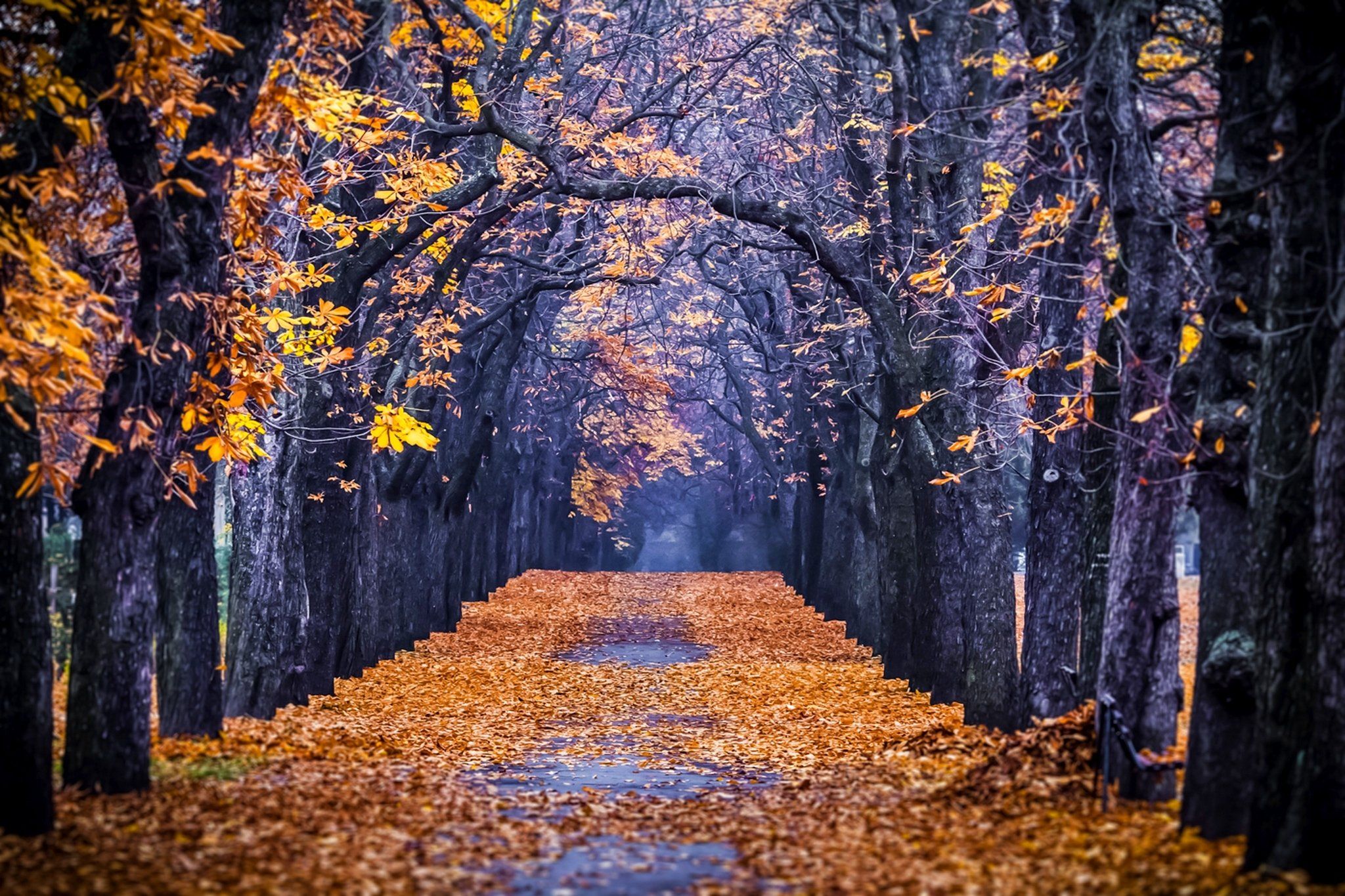 Autumn colorful road colors walk path trees fall nature forest park autumn splendor leaves wallpaperx1365