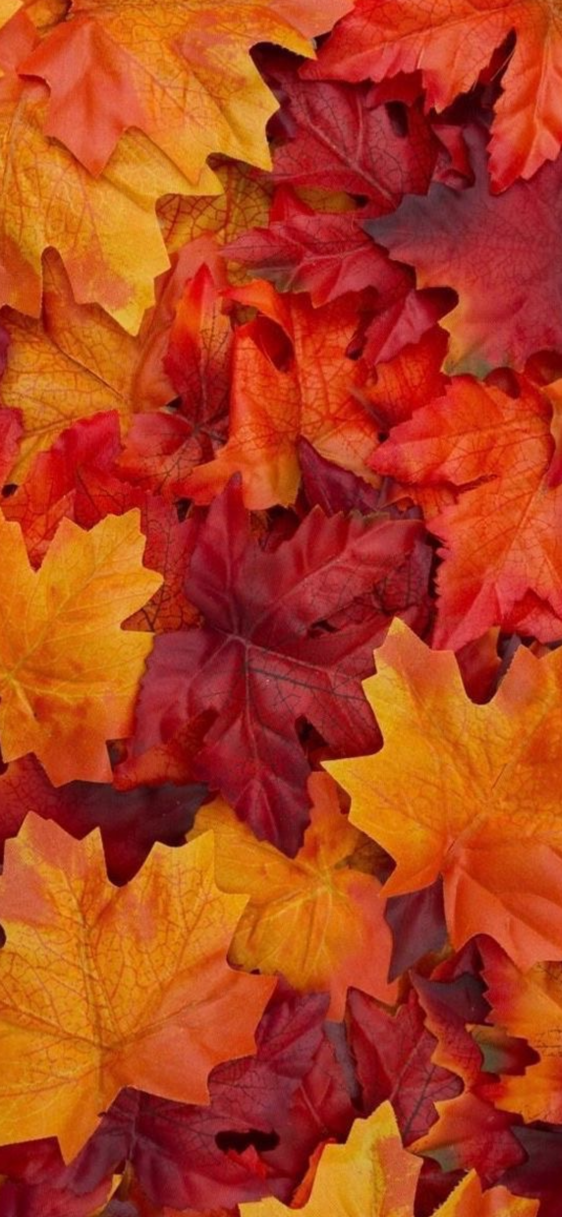 Autumn Splendor 2. Fall wallpaper, Fall picture, iPhone wallpaper fall