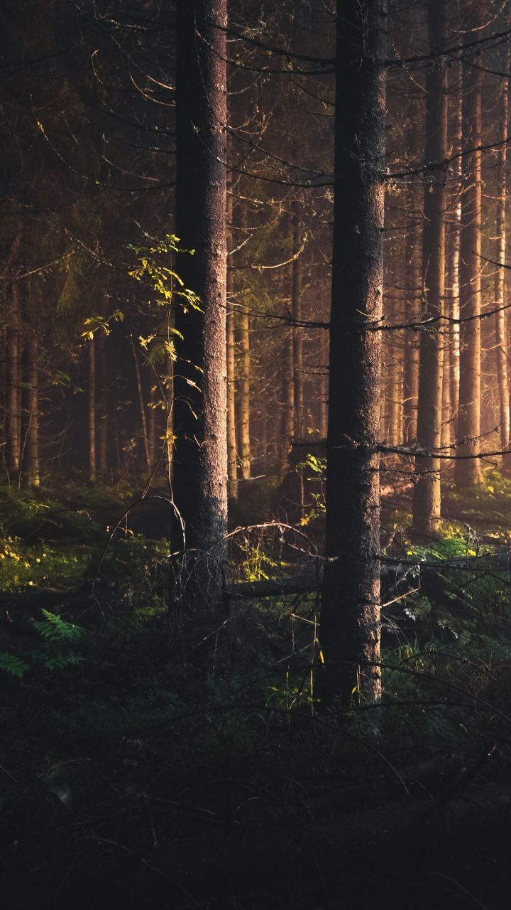 Finland Wallpaper