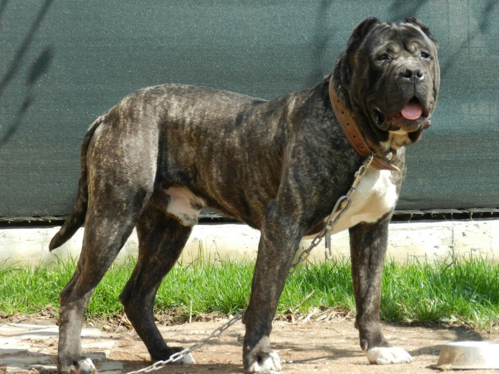 The Presa Canario Mastiff Dog Guide