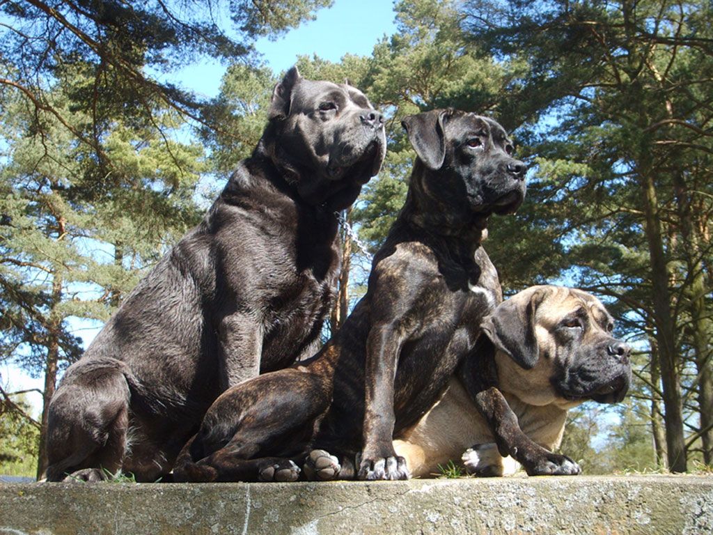 Cane Corso Wallpaper