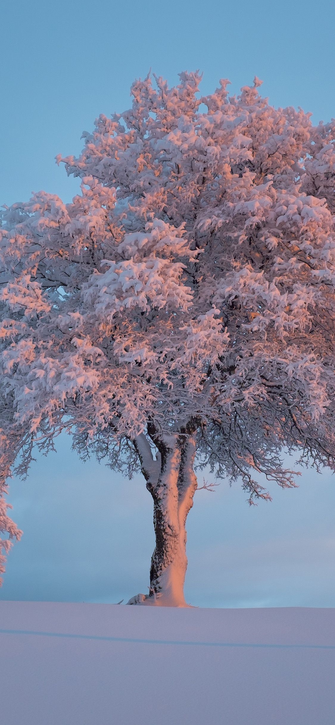 nature snow winter tree
