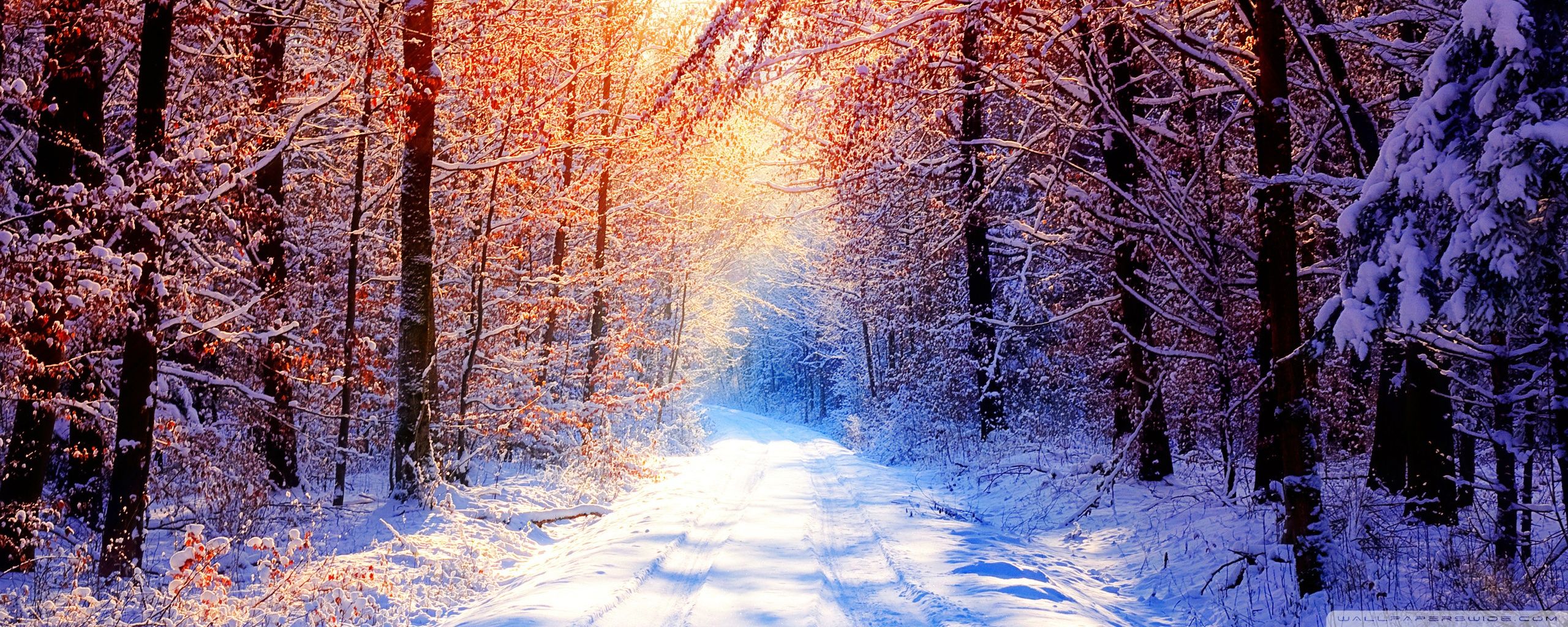 Winter Widescreen Dual Monitor Wallpaper Photo Download JPG, PNG, GIF, RAW, TIFF, PSD, PDF and Watch Online