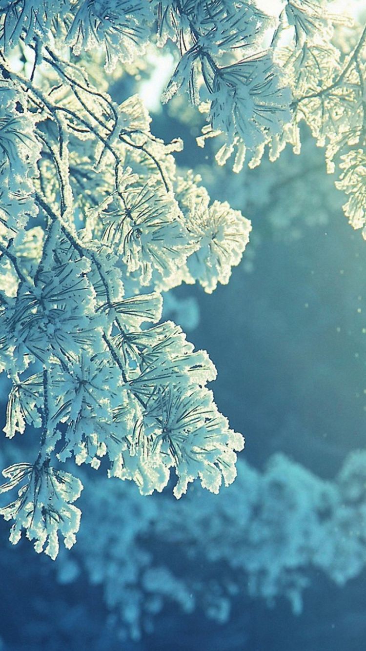 HD 750x1334 beautiful snow tree iphone 6 wallpaper. Winter wallpaper, Tree winter wallpaper, iPhone wallpaper winter