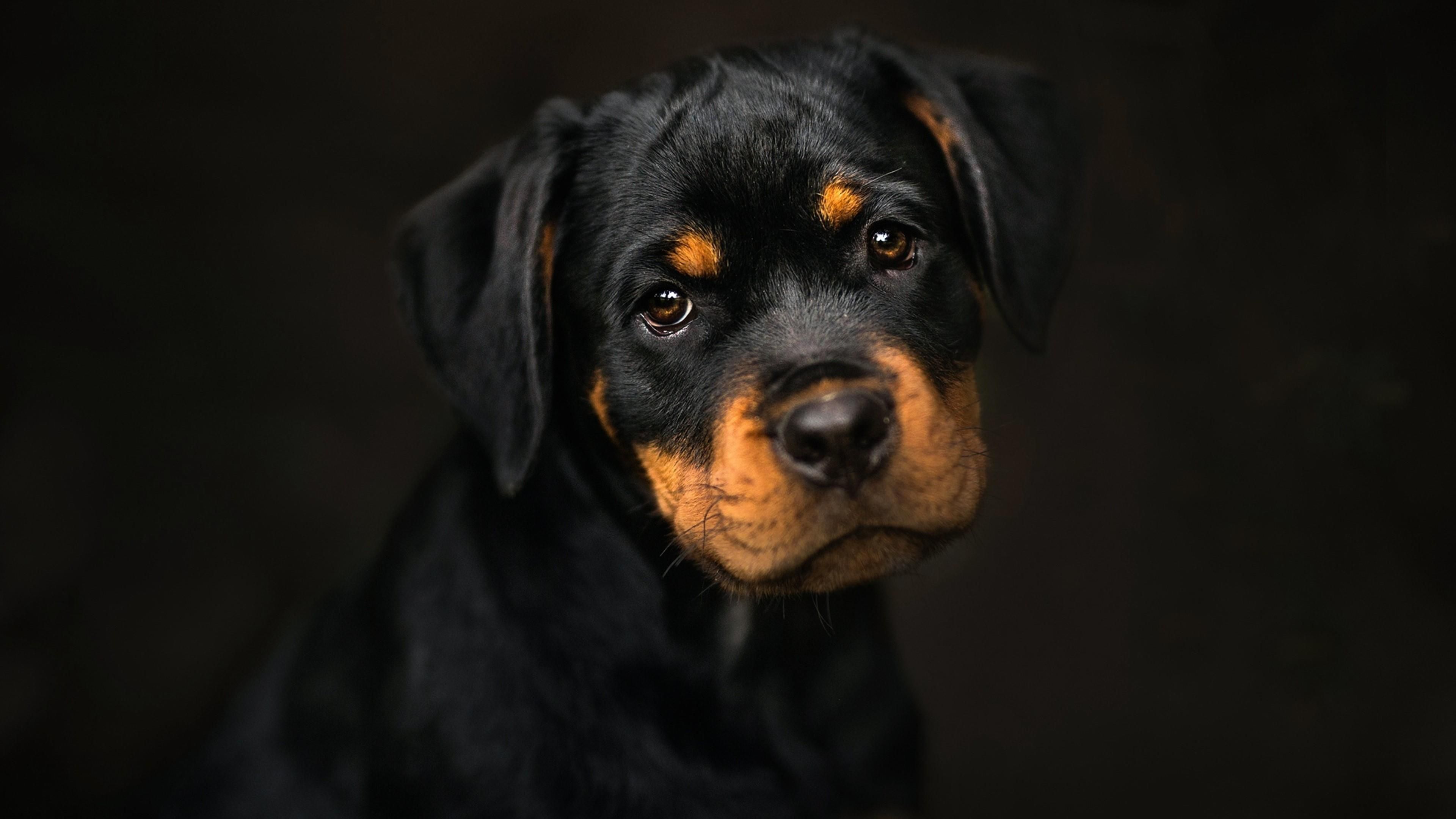 Cute Dog Wallpaper Desktop Mobile (44). Rottweiler puppies, Rottweiler dog, Rottweiler