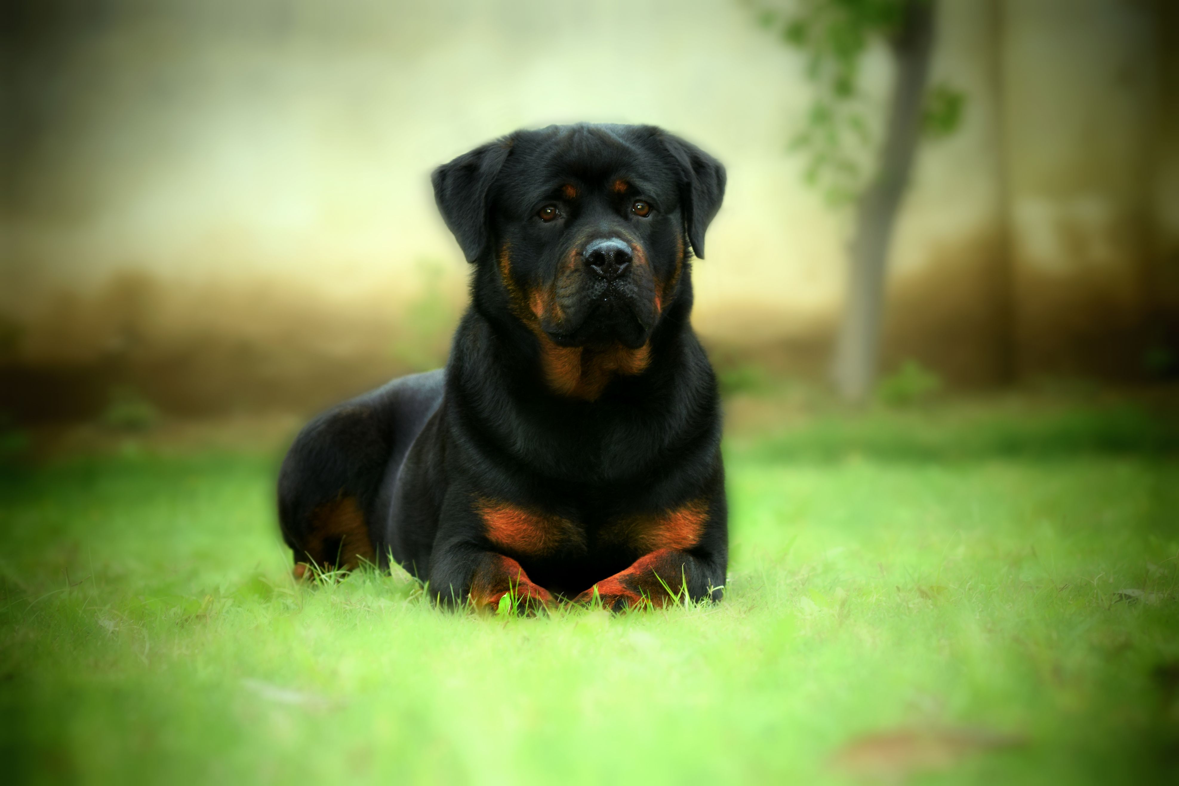 Rottweiler Wallpaper, Picture, Image