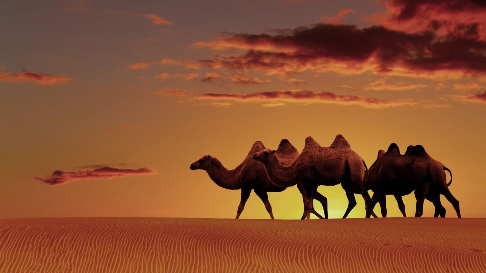 Arabian Desert Wallpapers