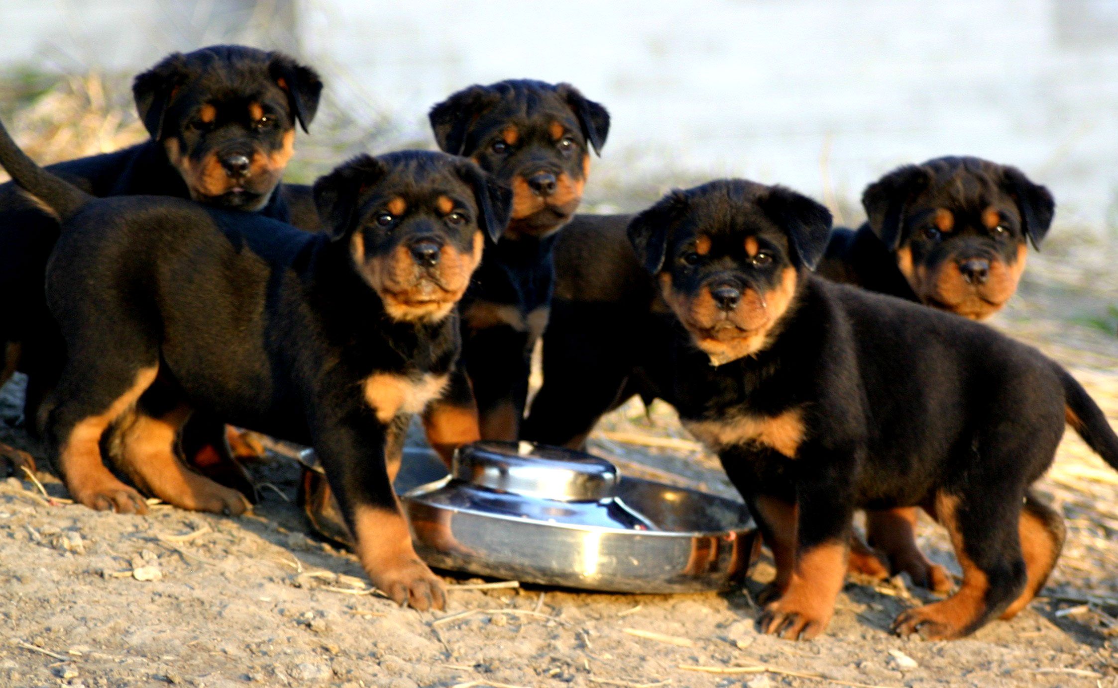 Rottweiler puppies photo and wallpaper. Beautiful Rottweiler puppies picture