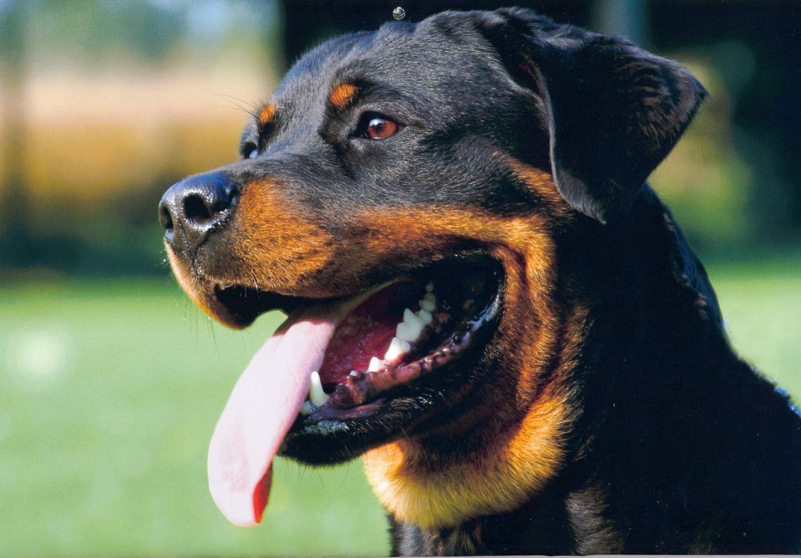 Cute Rottweiler dog photo and wallpaper. Beautiful Cute Rottweiler dog picture