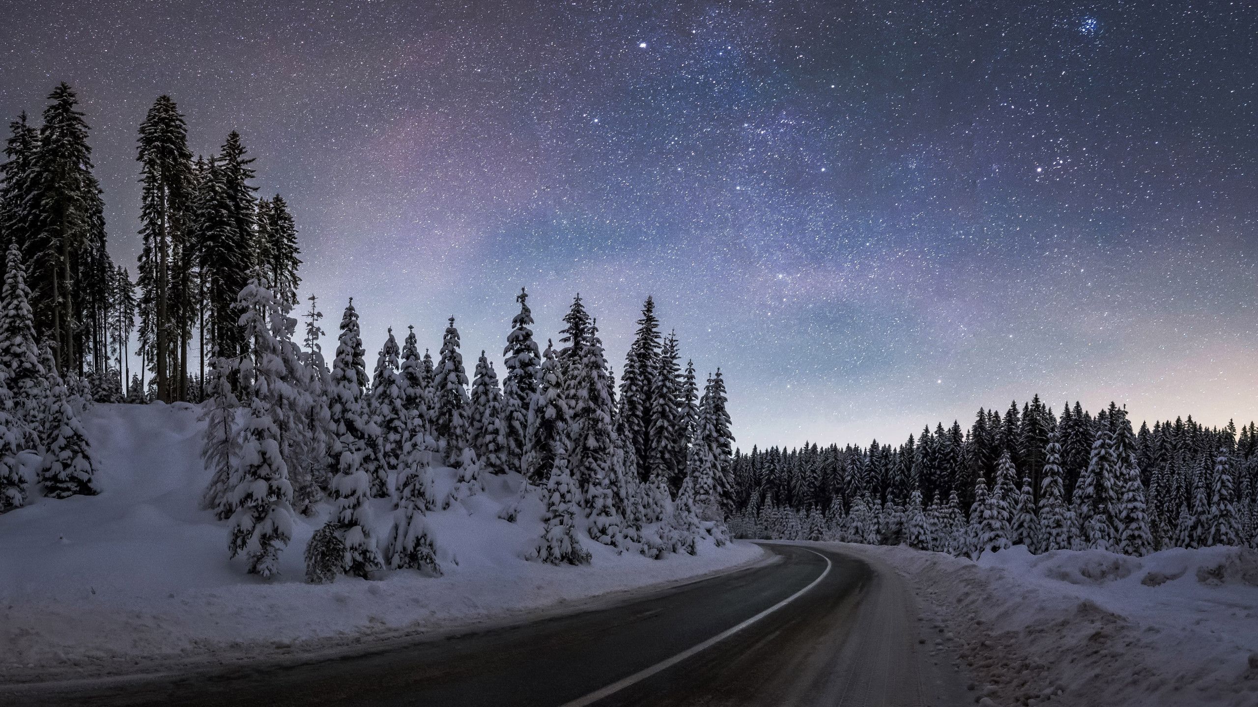 Download wallpaper: Winter night at Pokljuka forest 2560x1440