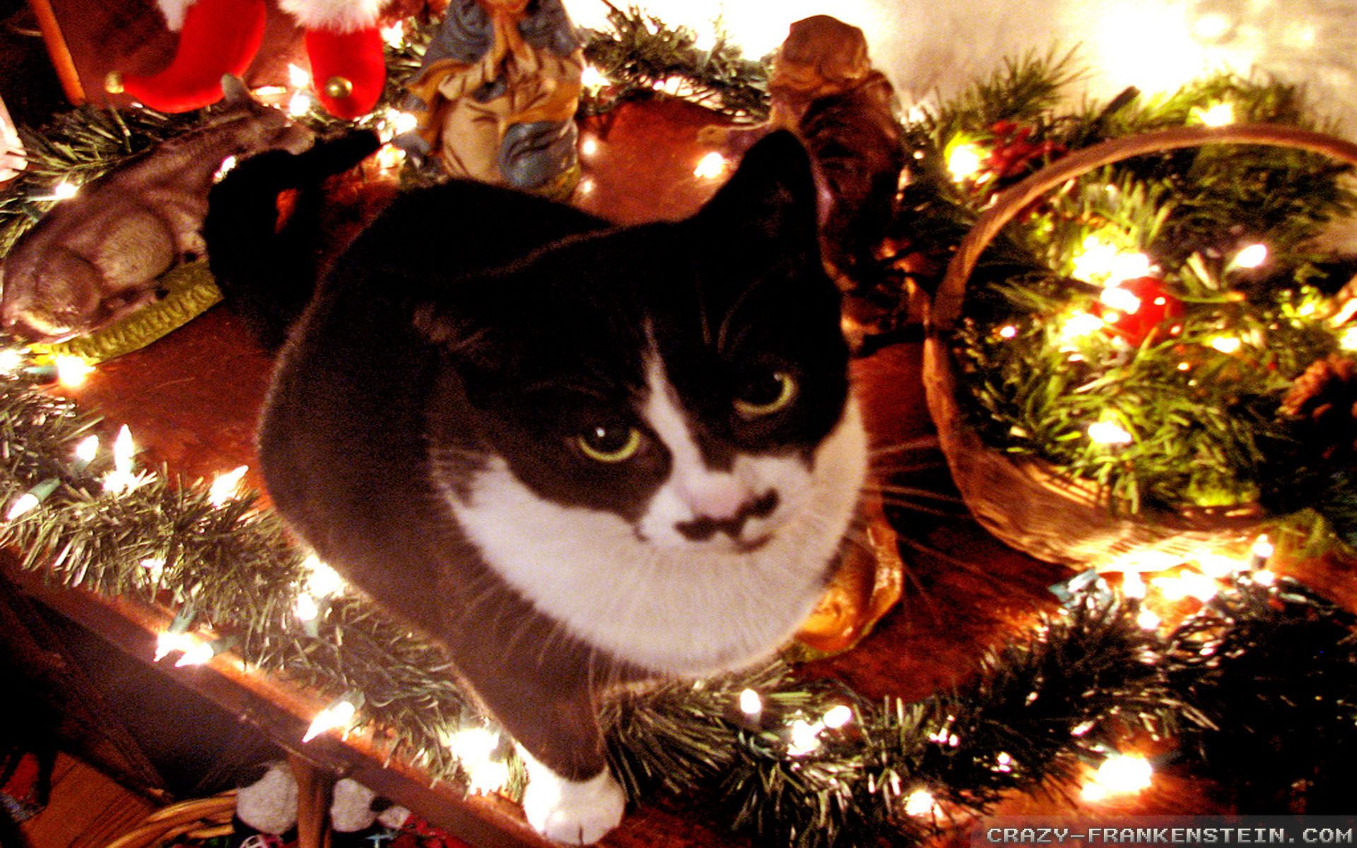 Christmas Cat wallpaper