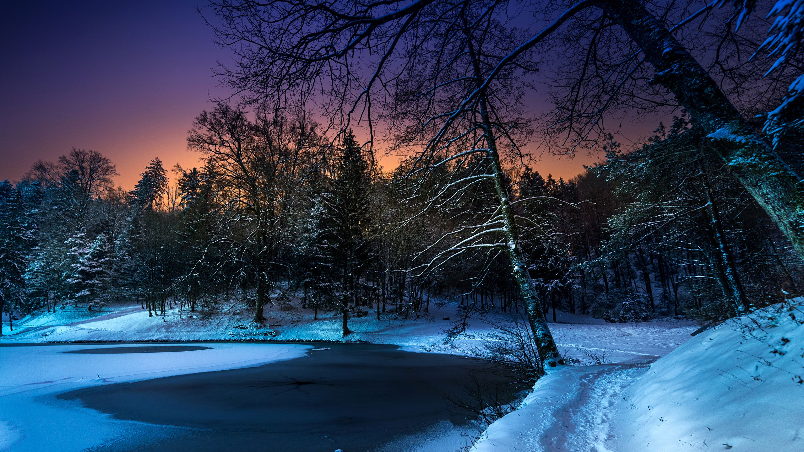 Photo Nature Winter Snow Forests Night Trees Seasons 2560x1440