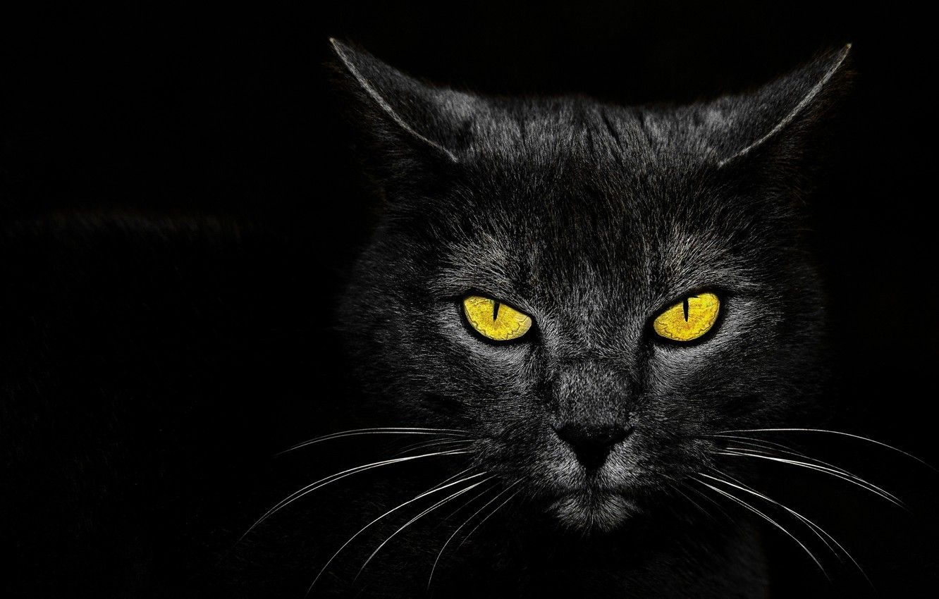 Wallpaper eyes, background, Monster Kill, black cat image for desktop, section кошки