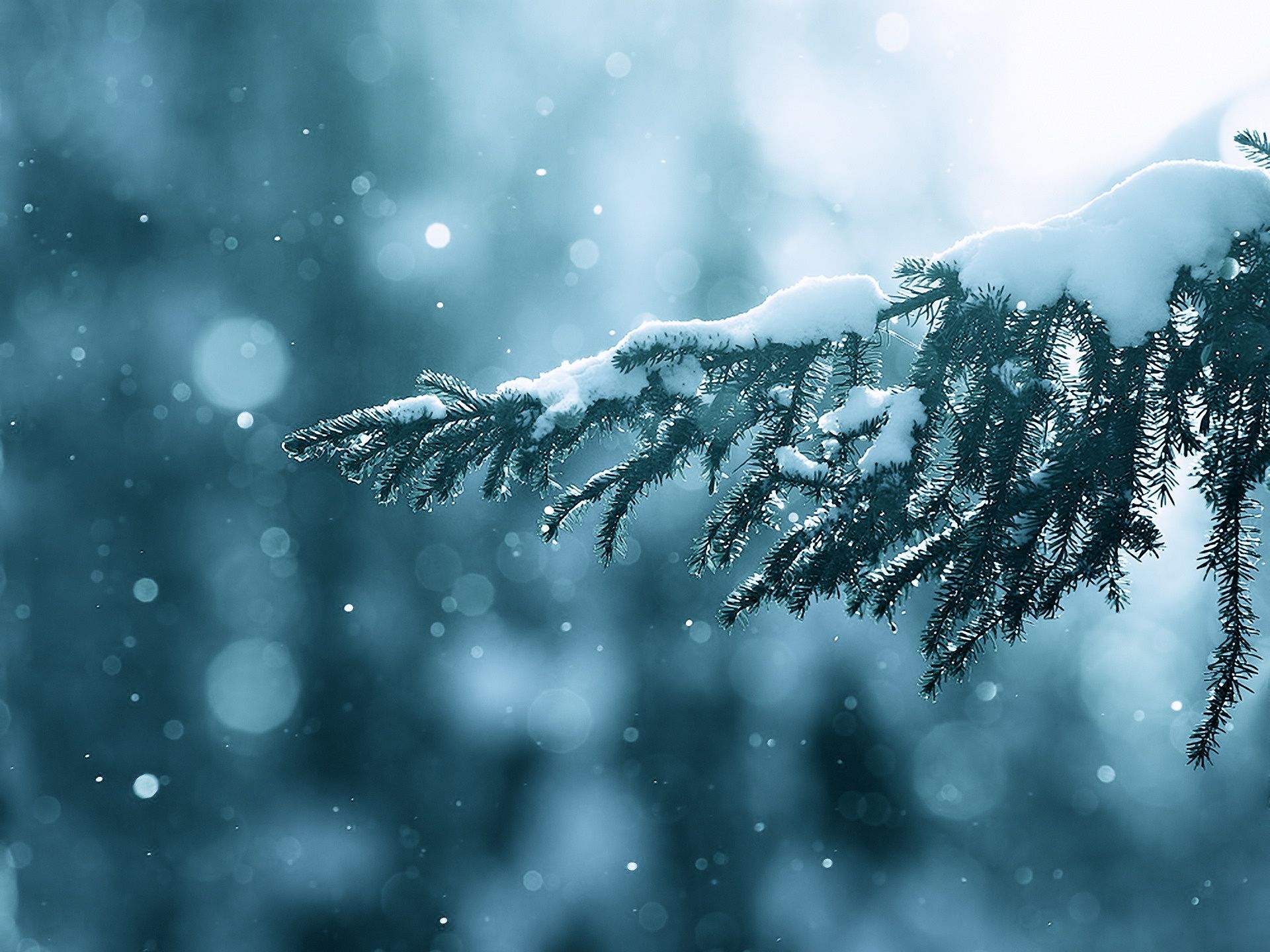 High Resolution Winter Nature Desktop Background