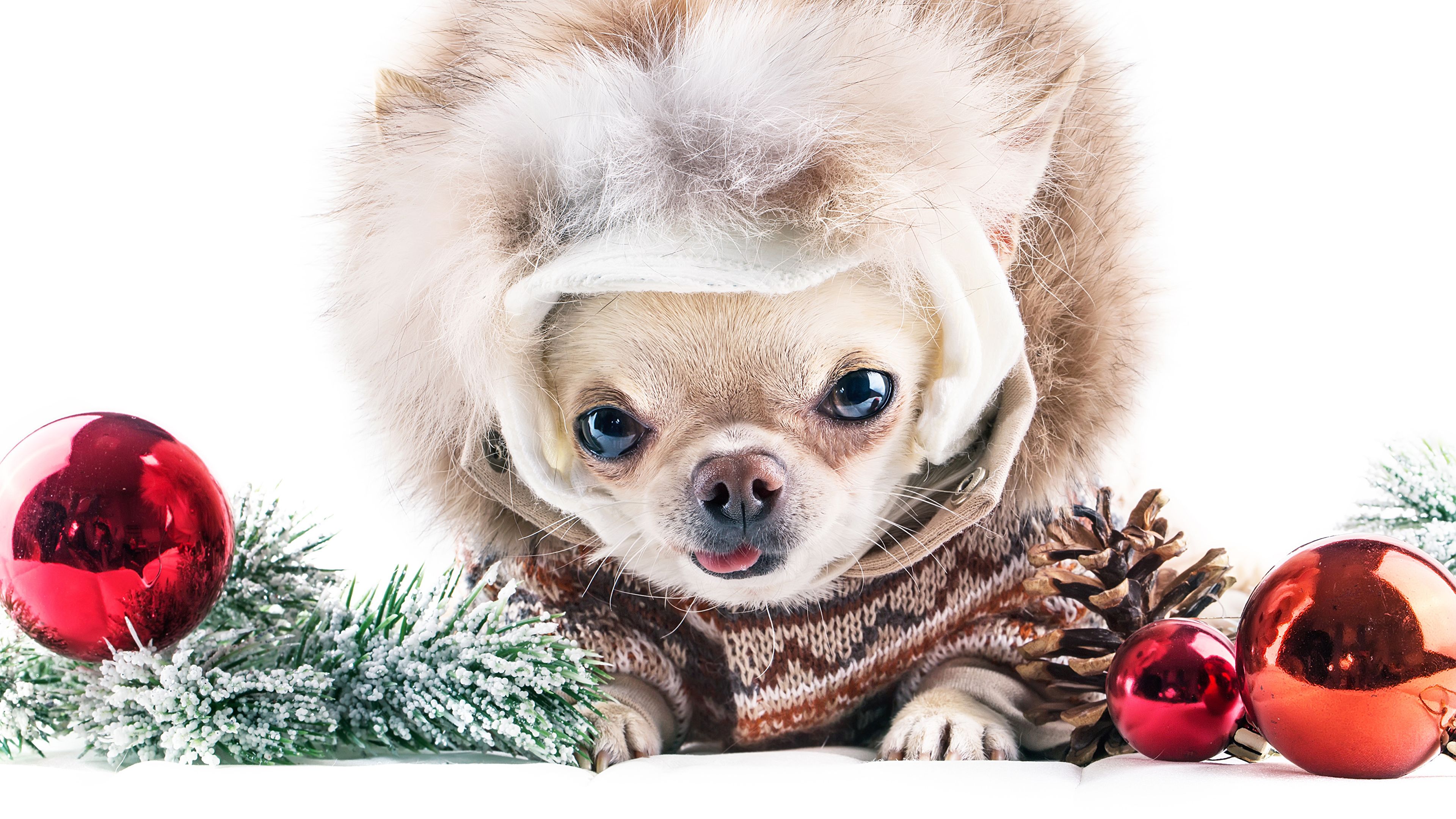 Desktop Wallpaper Chihuahua dog Christmas Balls Conifer 3840x2160