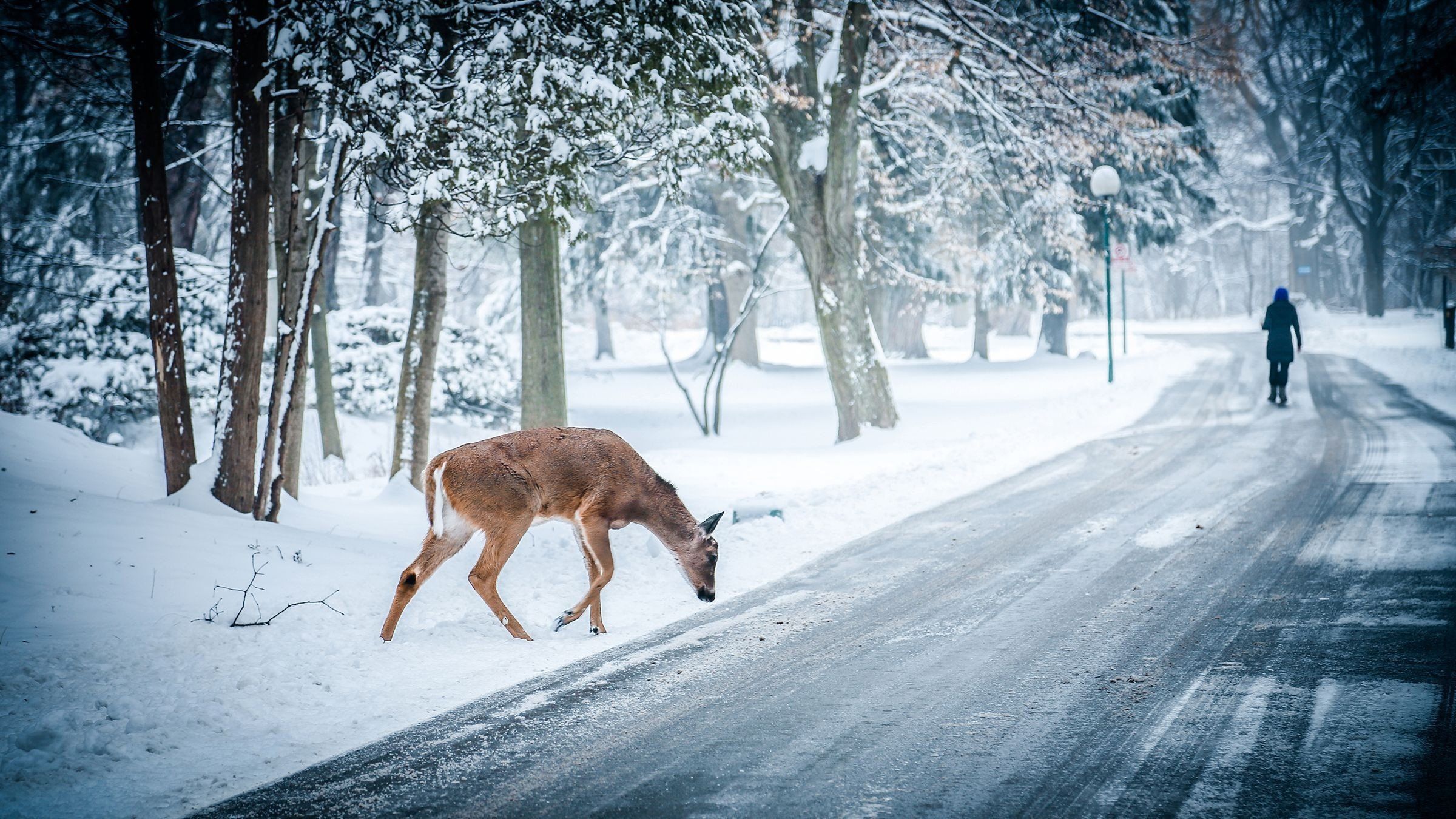 Winter Snow Scenes Wallpaper