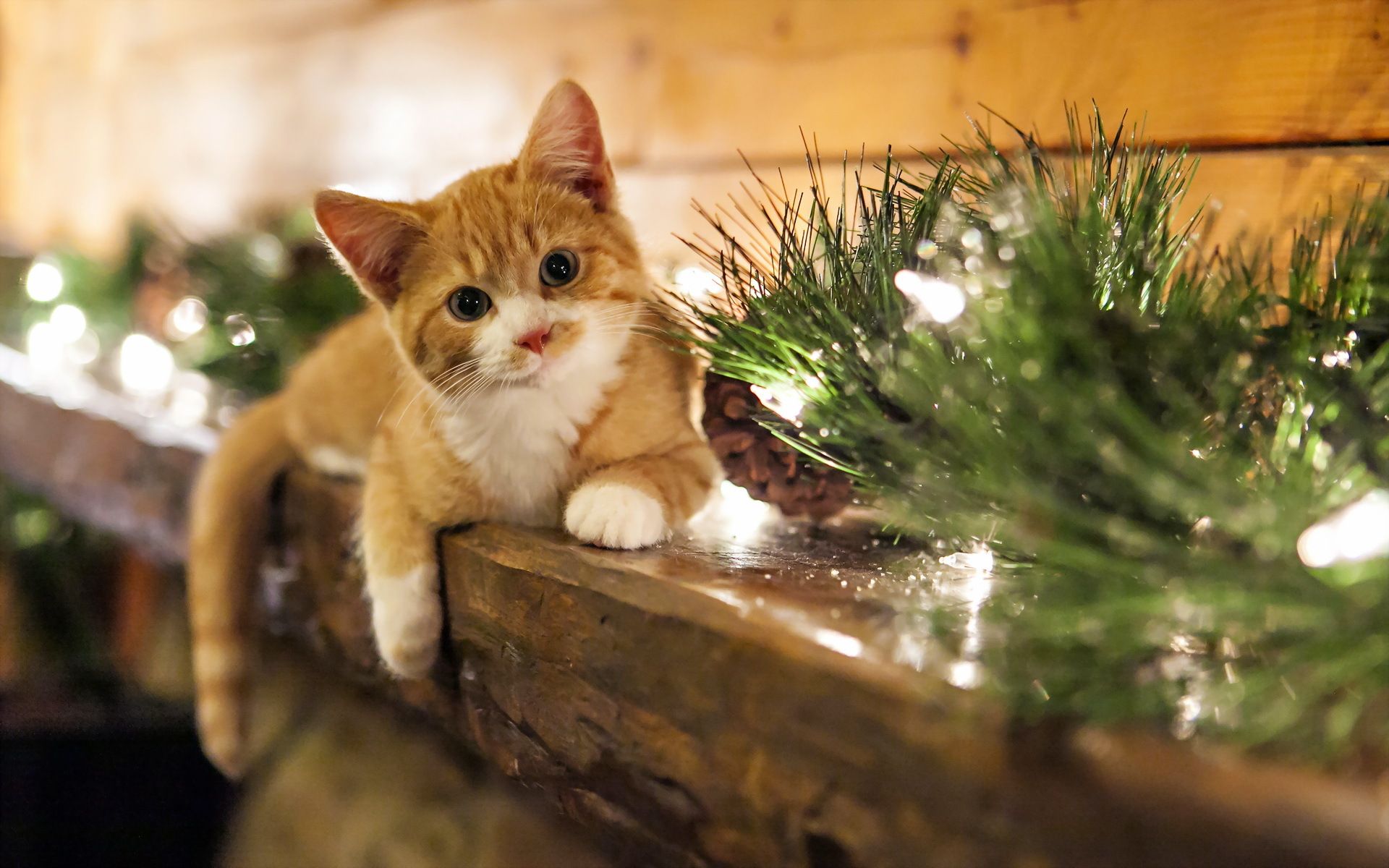 holidays, Christmas, Seasonal, Animals, Cats, Felines, Kittens, Face, Eyes, Whiskers Wallpaper HD / Desktop and Mobile Background