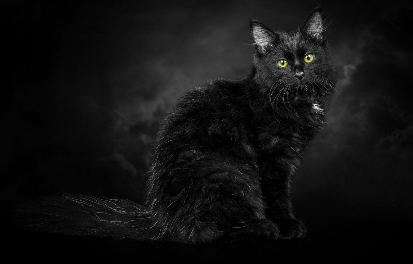 Wallpaper black background, green eyes, black cat image for desktop, section кошки