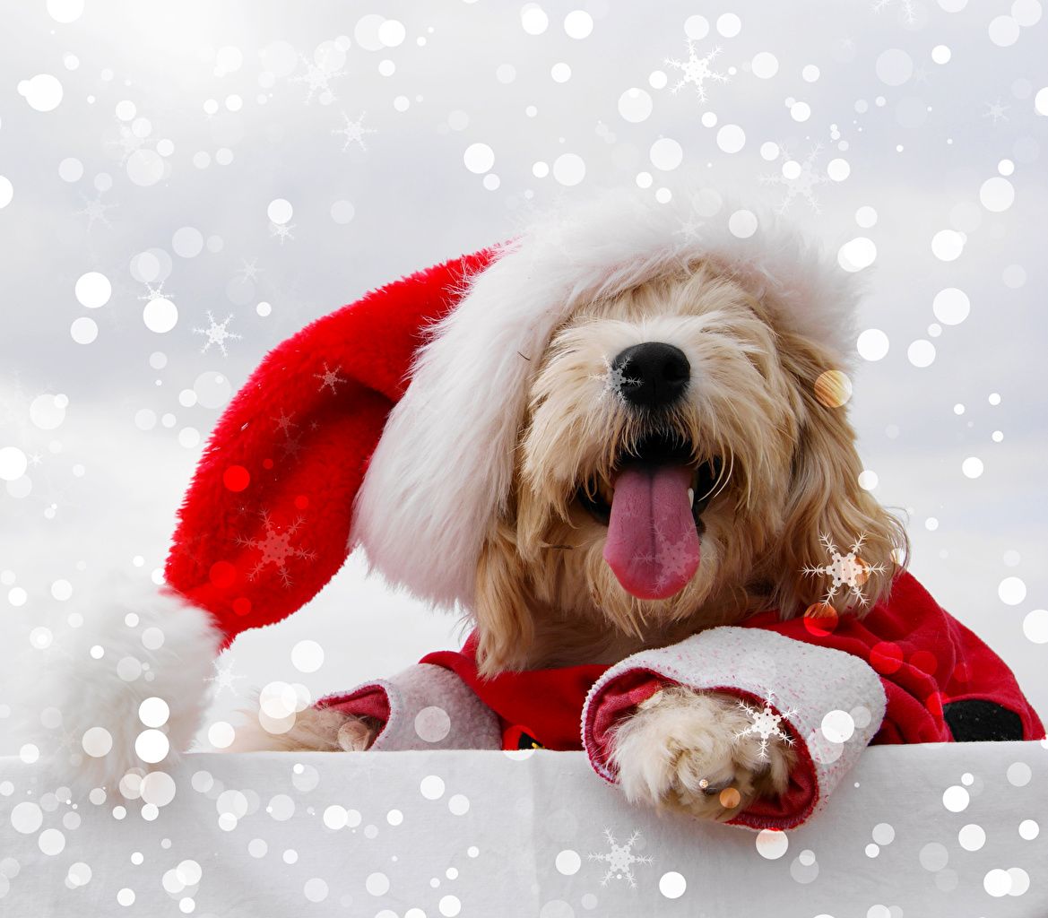 Desktop Wallpaper Maltese dog New year Tongue Winter hat Animals