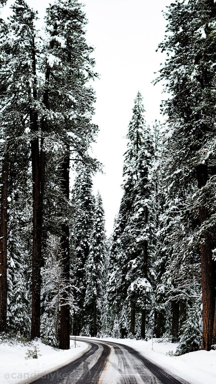 Beautiful winter travel photography, Winter woods, Winter road trip, Winter photography inspiration. Winter wallpaper, Winter photography, iPhone wallpaper winter