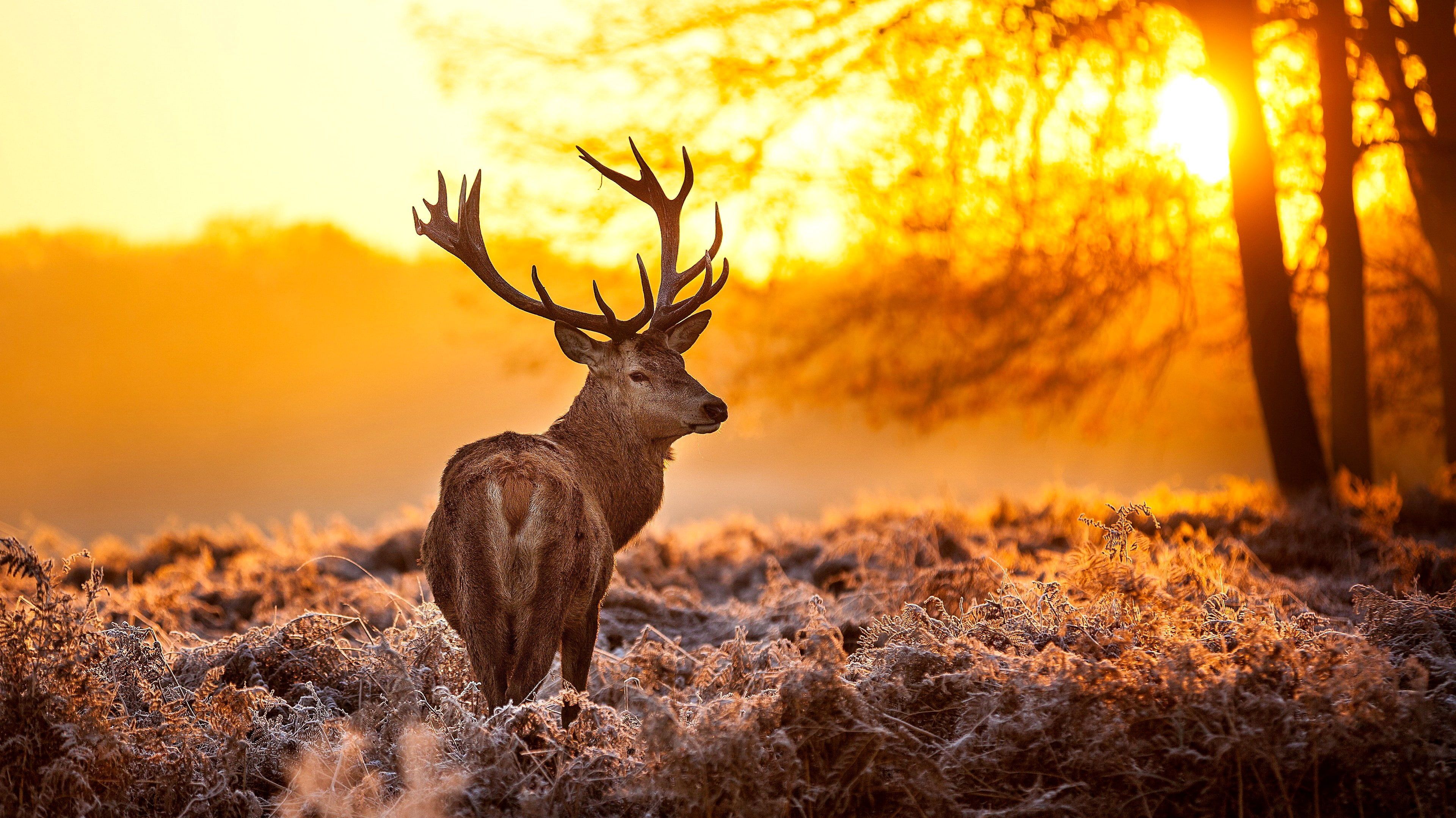 Stag With Antlers Standing In A Field With Mountains Background, Picture Of  Red Stag, Stag, Animal Background Image And Wallpaper for Free Download