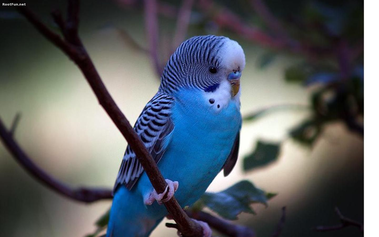 blue parrots wallpaper