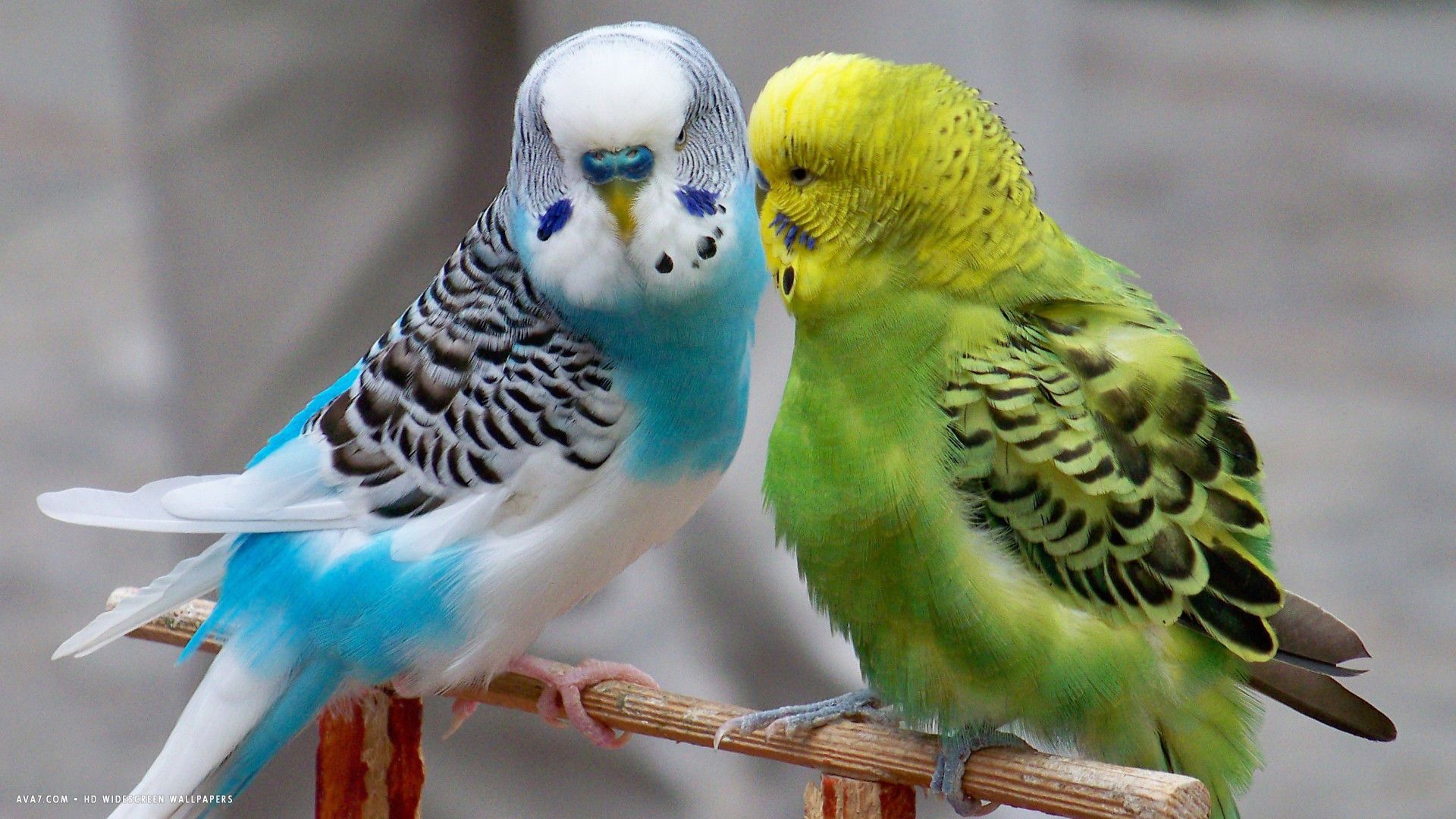 Parakeet Wallpaper. Parakeet Wallpaper, Plum Head Parakeet Wallpaper and Blue Parakeet Wallpaper