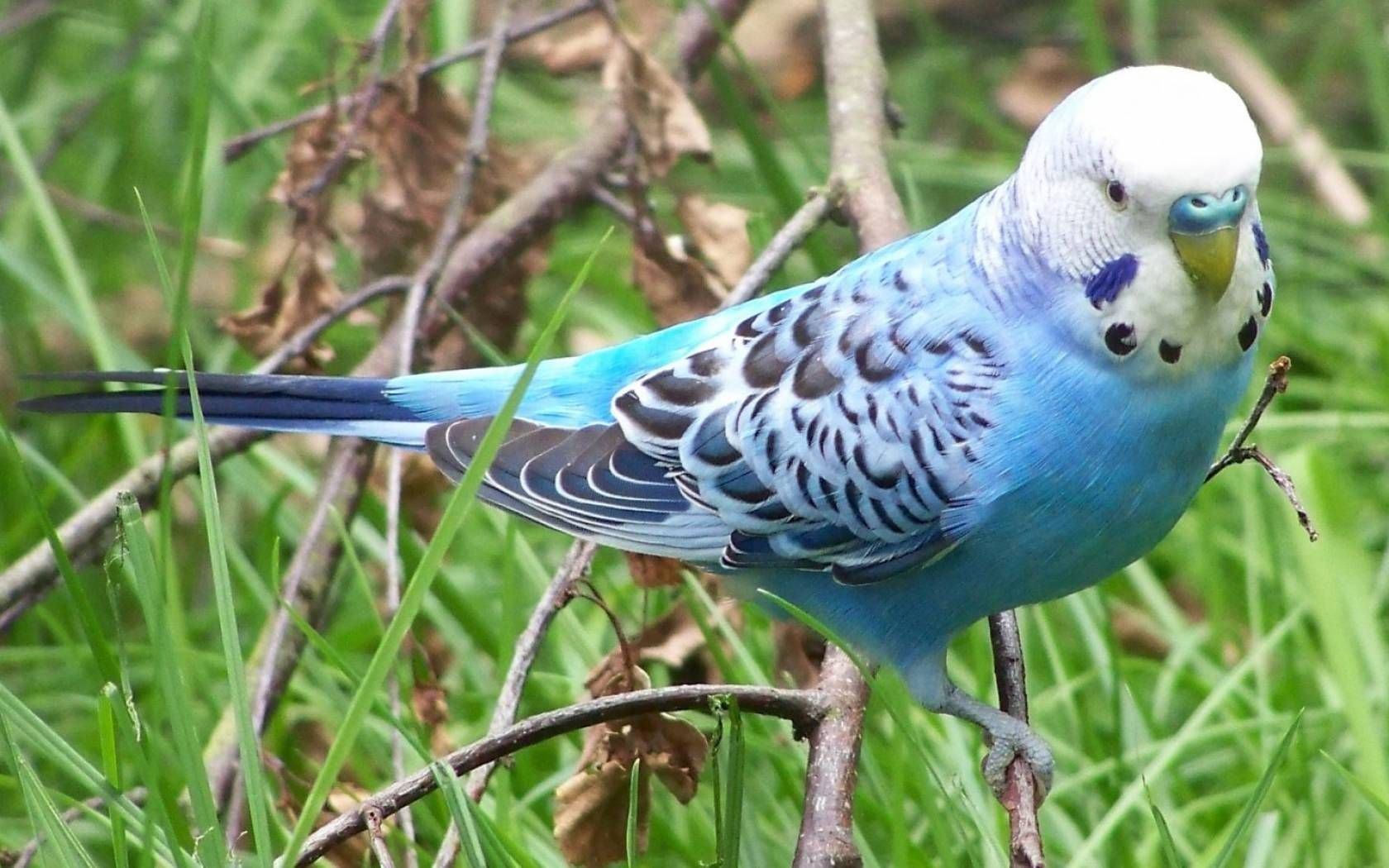 periquitos wallpaper con Google. Budgies, Cute birds, Budgie parakeet