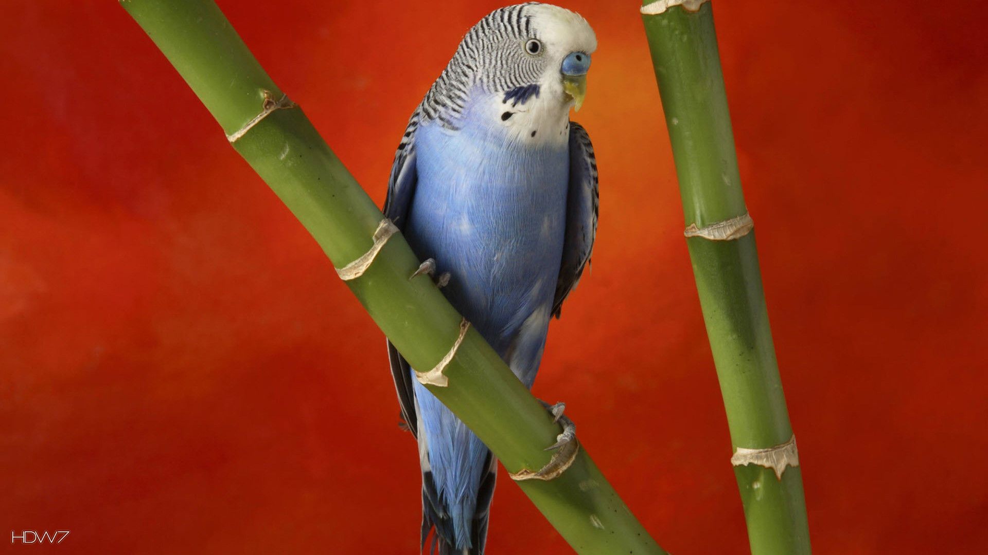 budgie common pet parakeet bird. HD wallpaper gallery