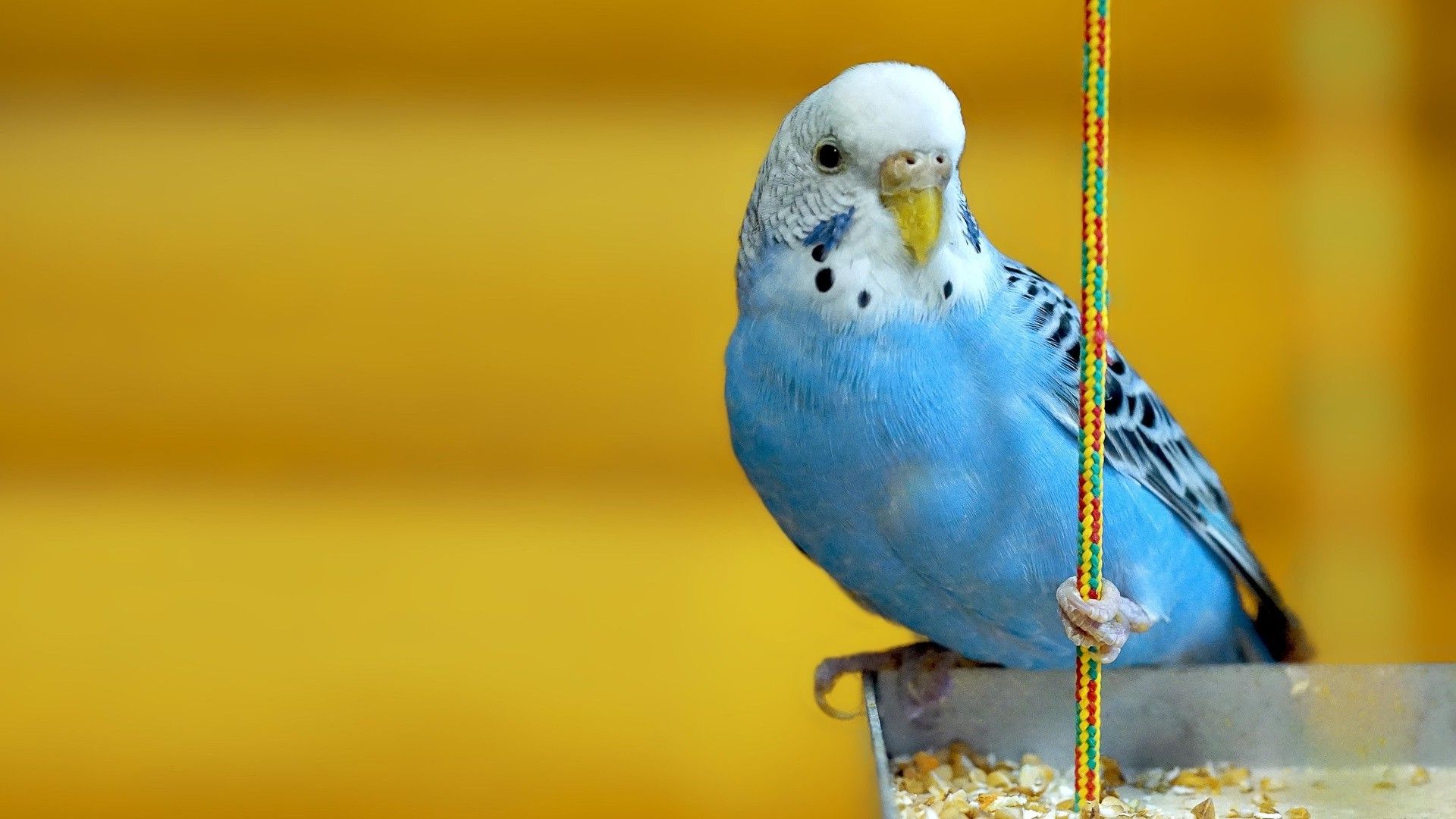 Parakeets Wallpaper. Parakeets Wallpaper, Baby Parakeets Wallpaper and Monk Parakeets Wallpaper