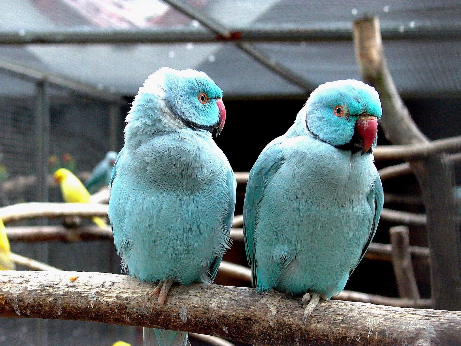 Blue parrots image