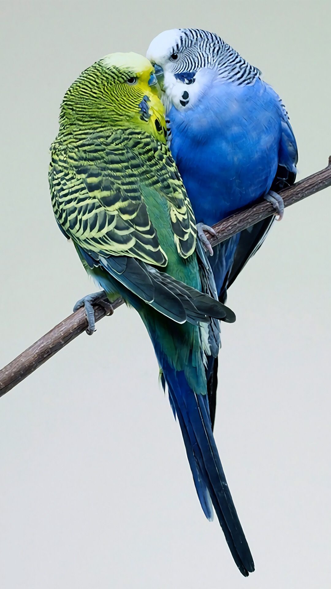 iPhone Wallpaper. Budgies bird, Budgies, Beautiful birds