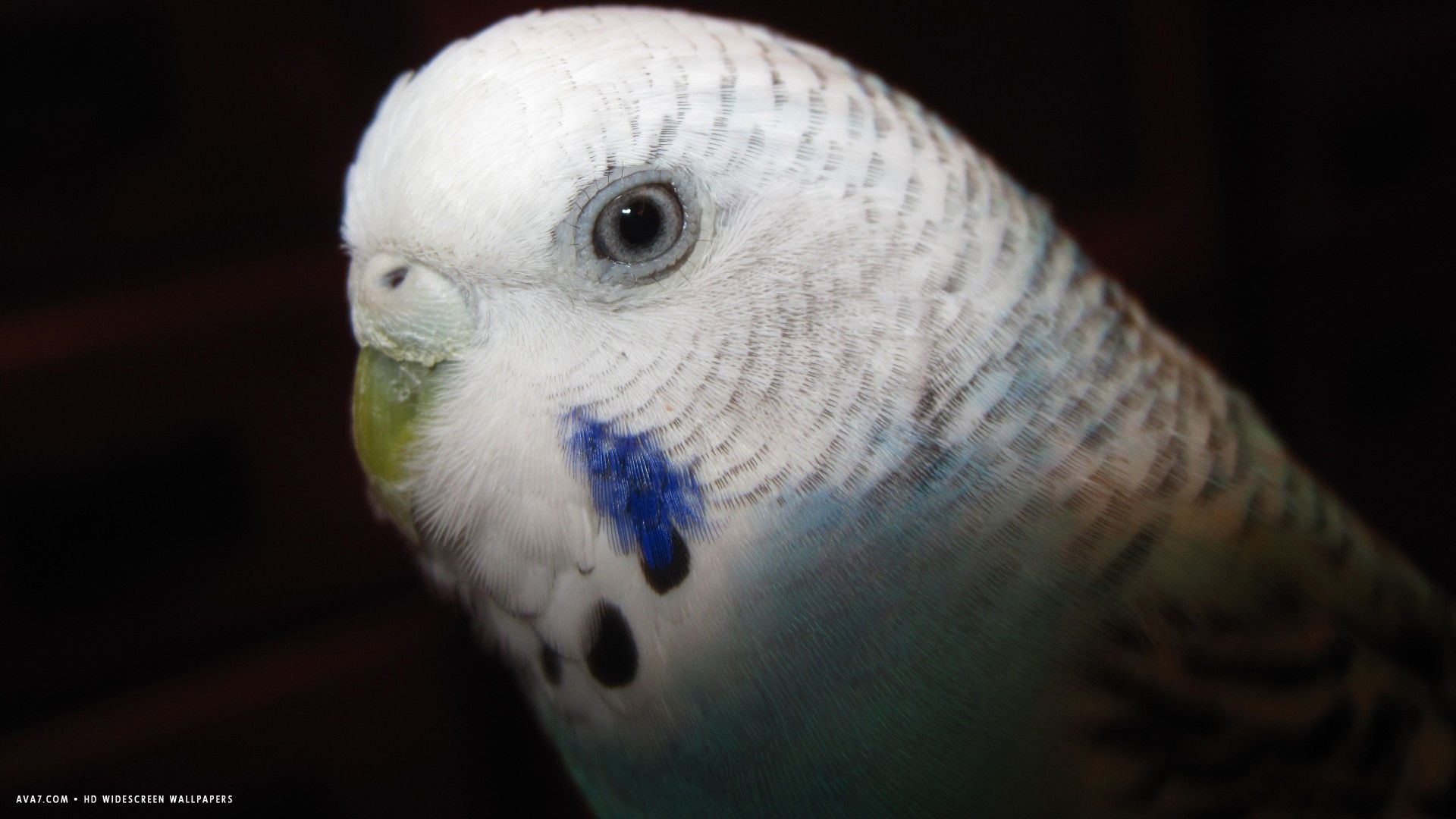 budgie white blue female budgie bird close head night HD widescreen wallpaper / birds background