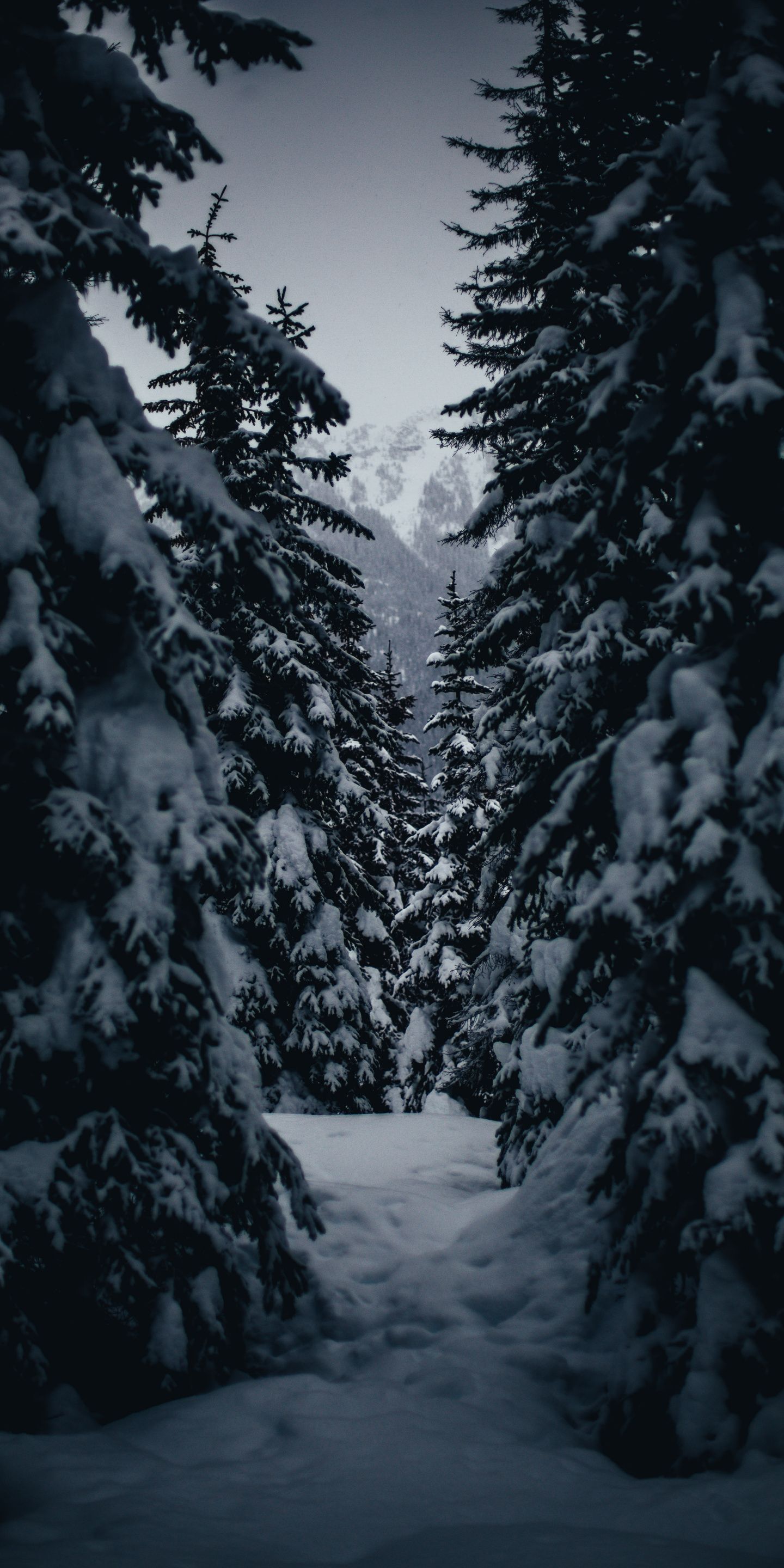 Download Tree, winter, snowfrost, outdoor wallpaper, 1440x LG V LG G6