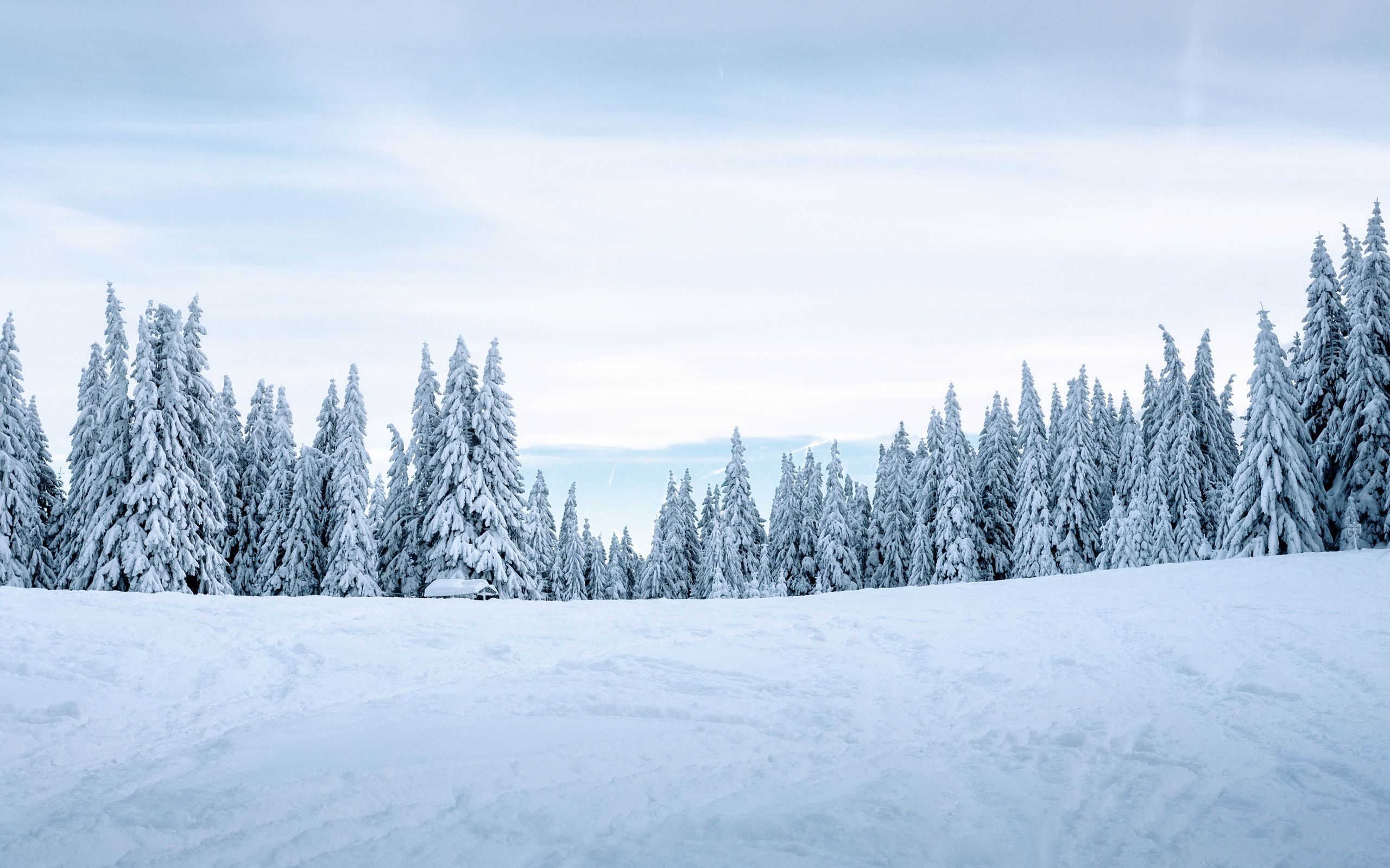 Download wallpaper 2560x1600 snow, winter, trees, winter landscape, snowy widescreen 16:10 HD background