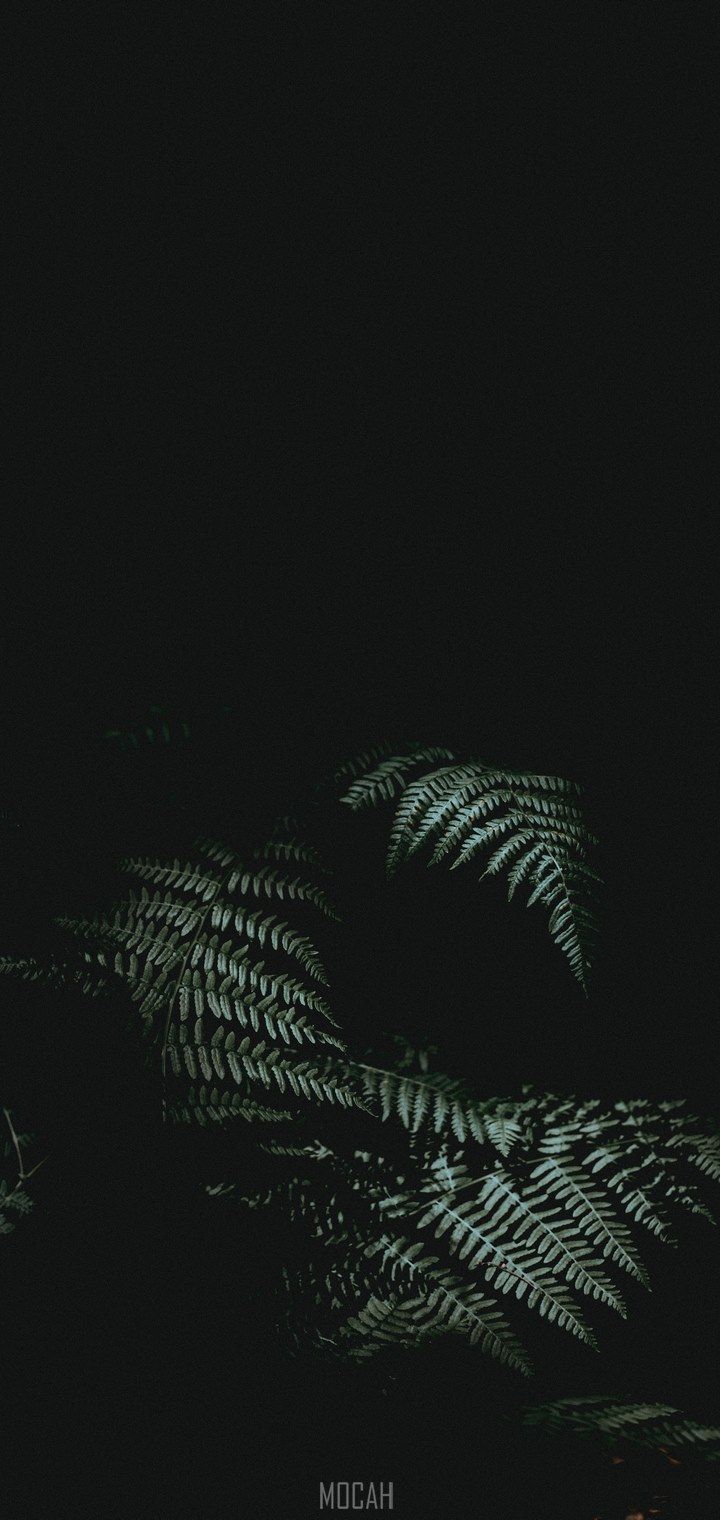 Redmi 8A Dual Wallpapers Wallpaper Cave